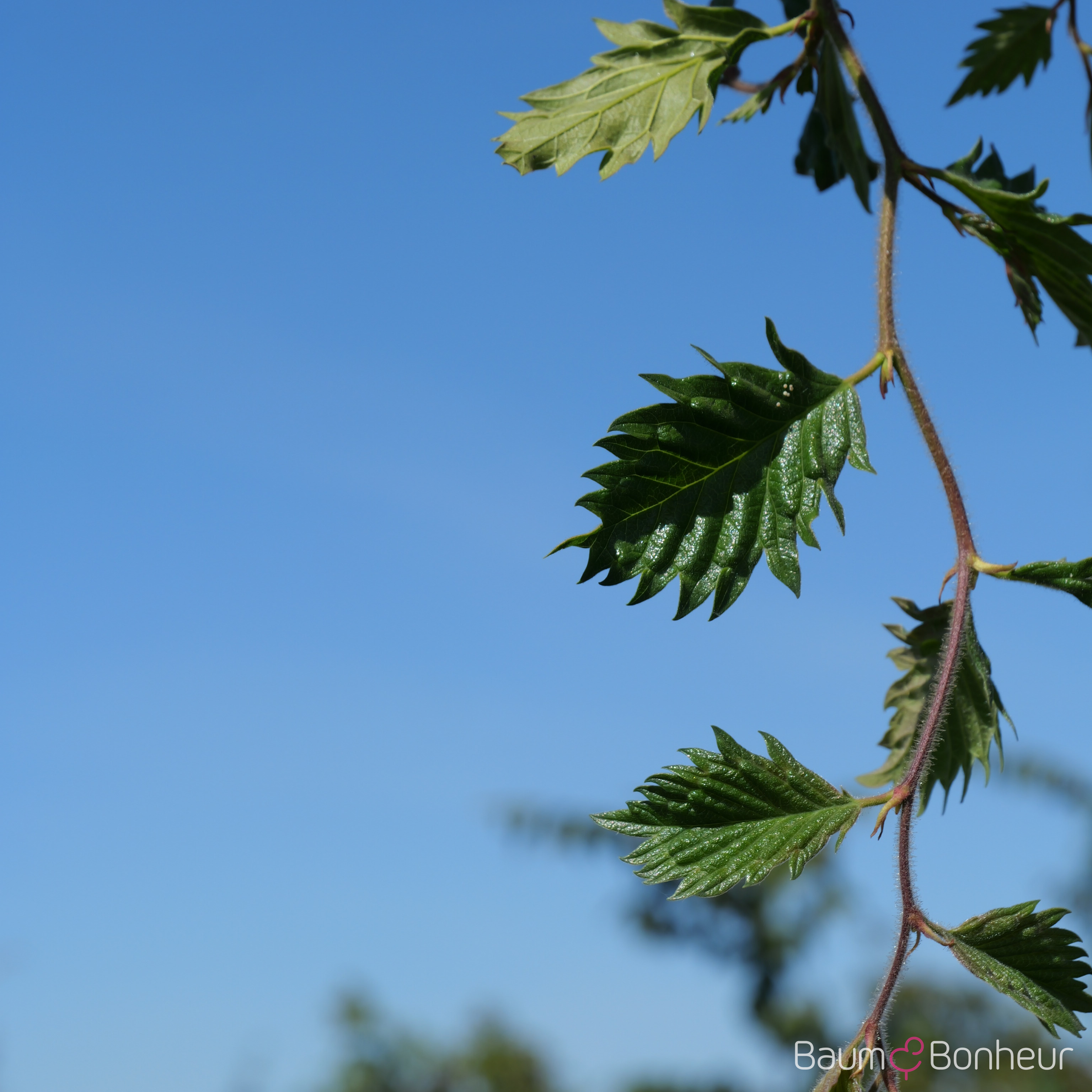Zelkova carpinifolia 'Verschaffeltii'