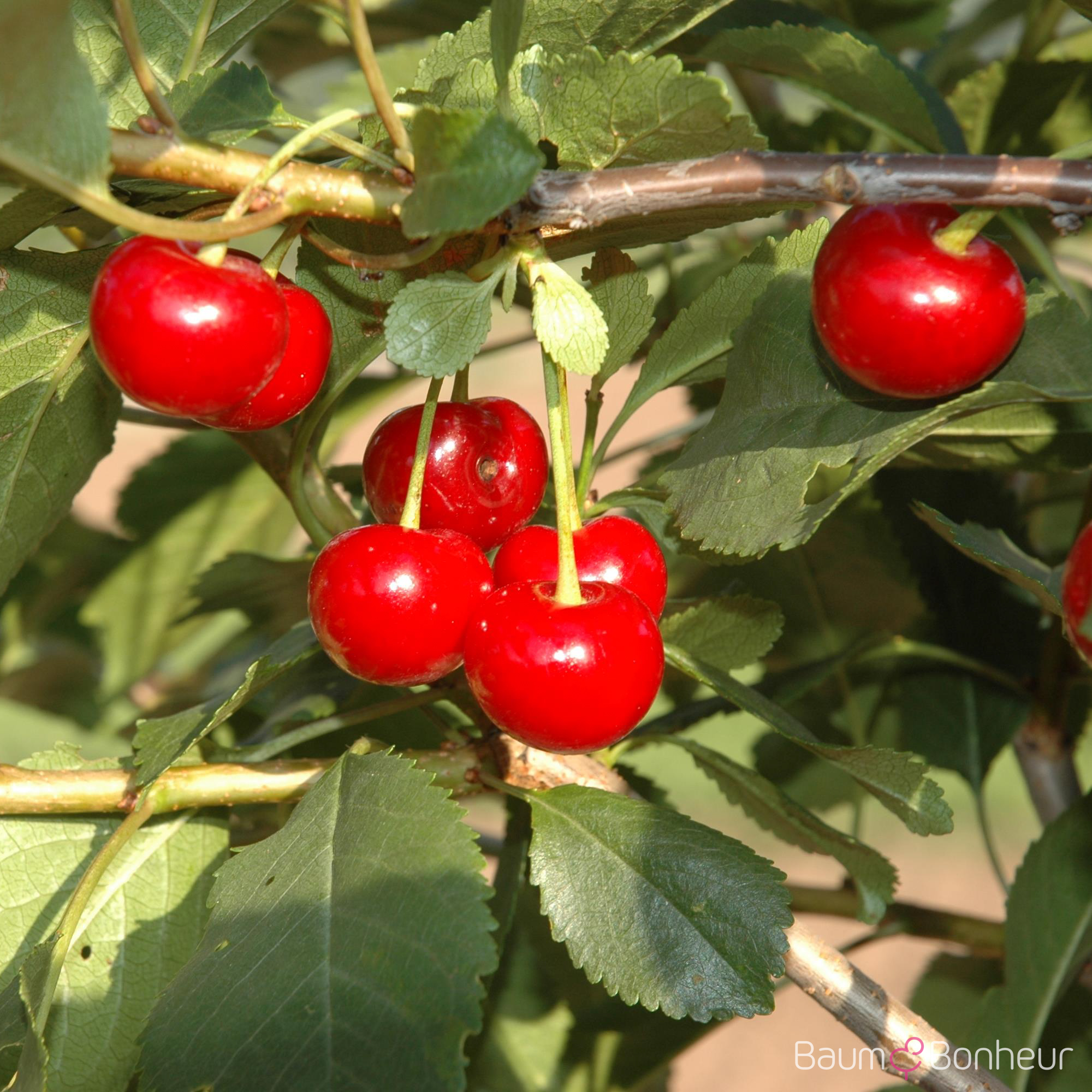 Prunus cerasus 'Safir'