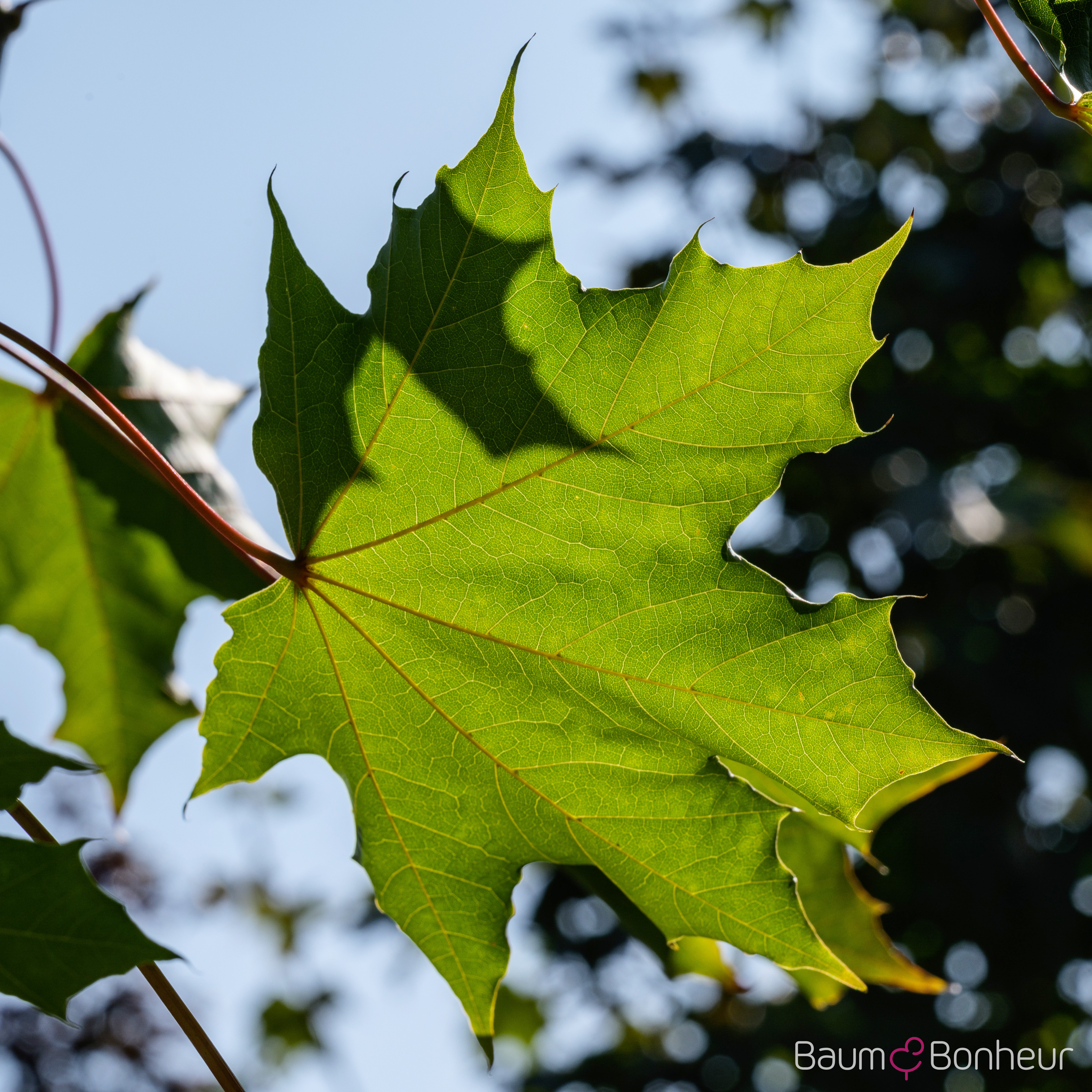 Acer platanoides 'Fairview'