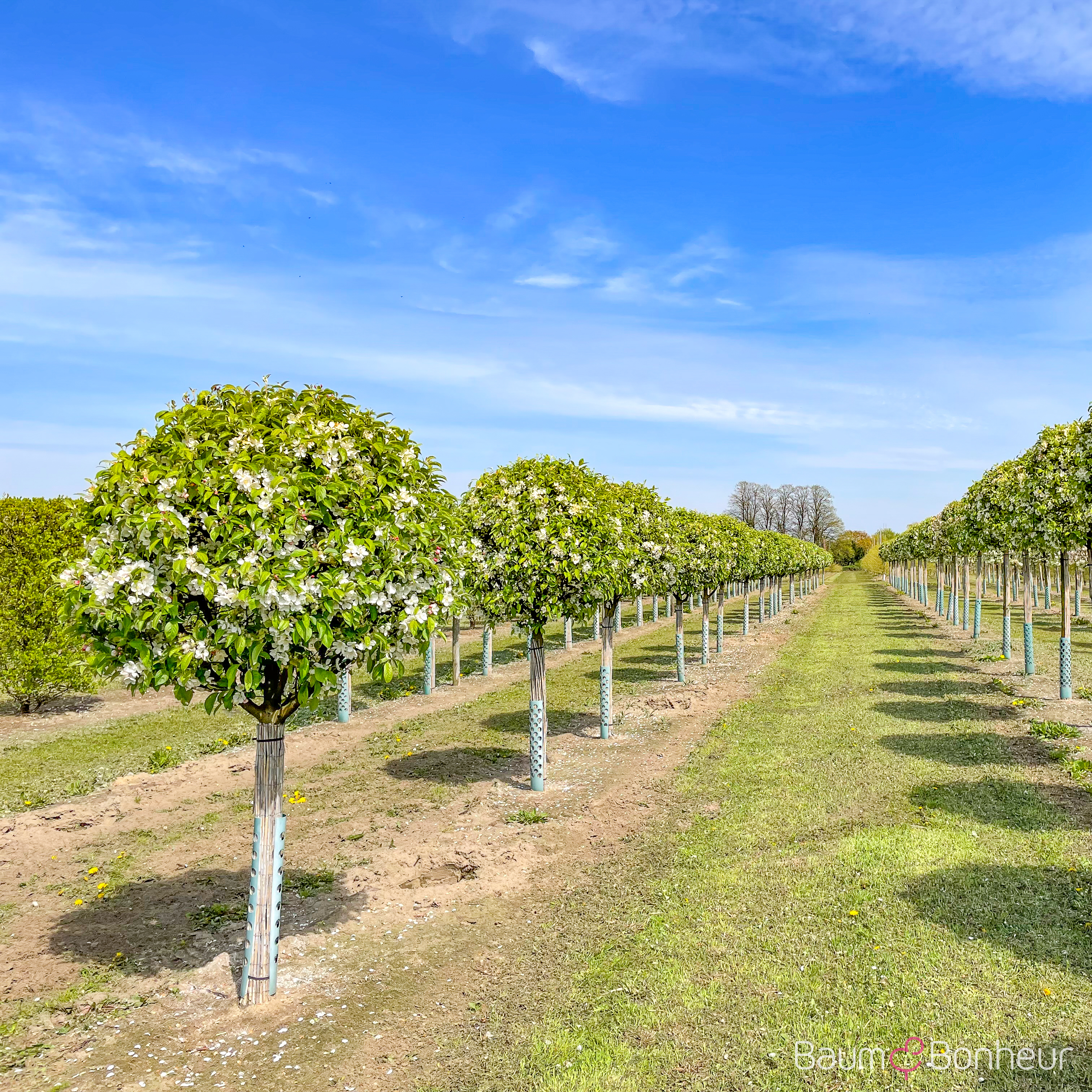 Malus 'Evereste'®