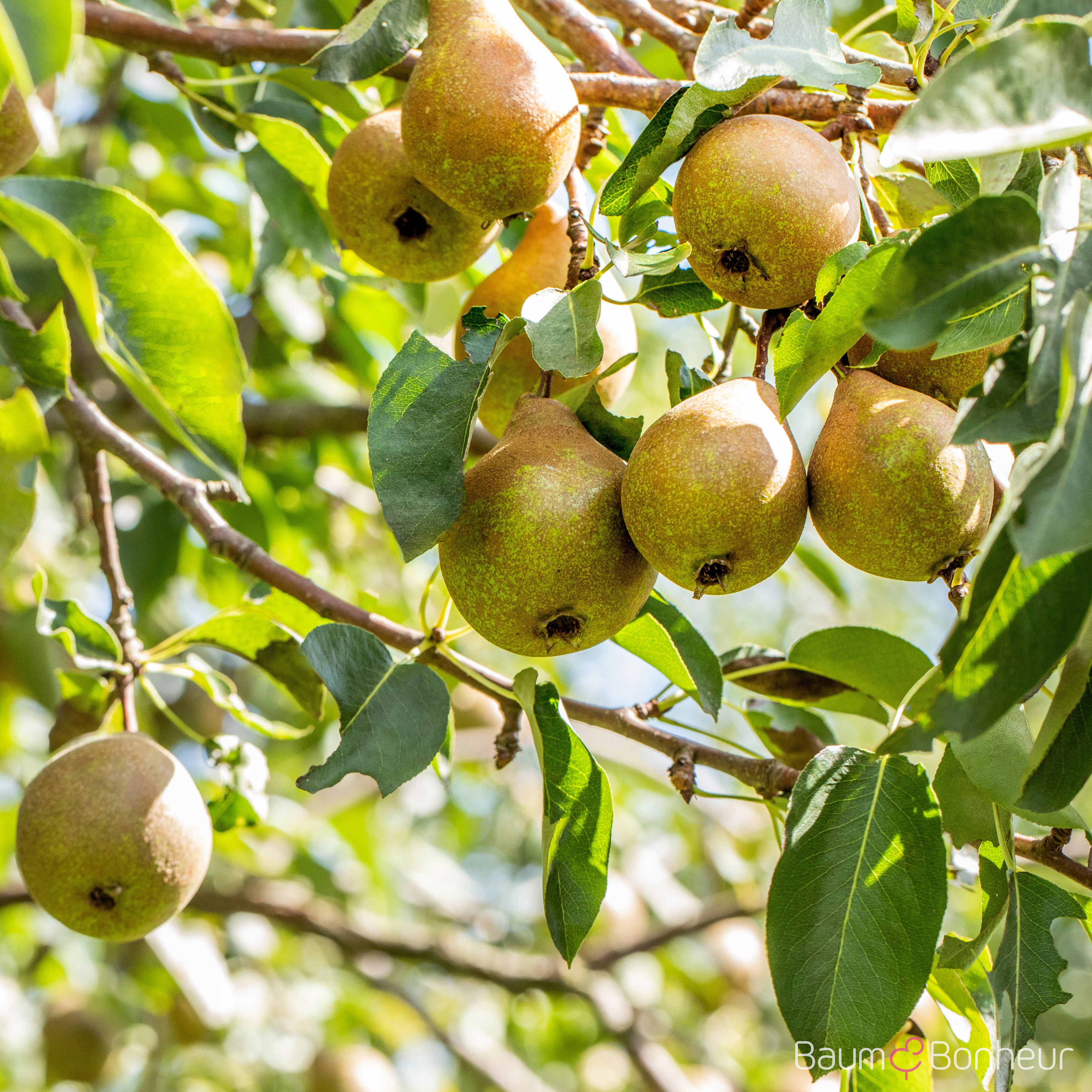 Pyrus communis 'Gute Luise von Avranches'