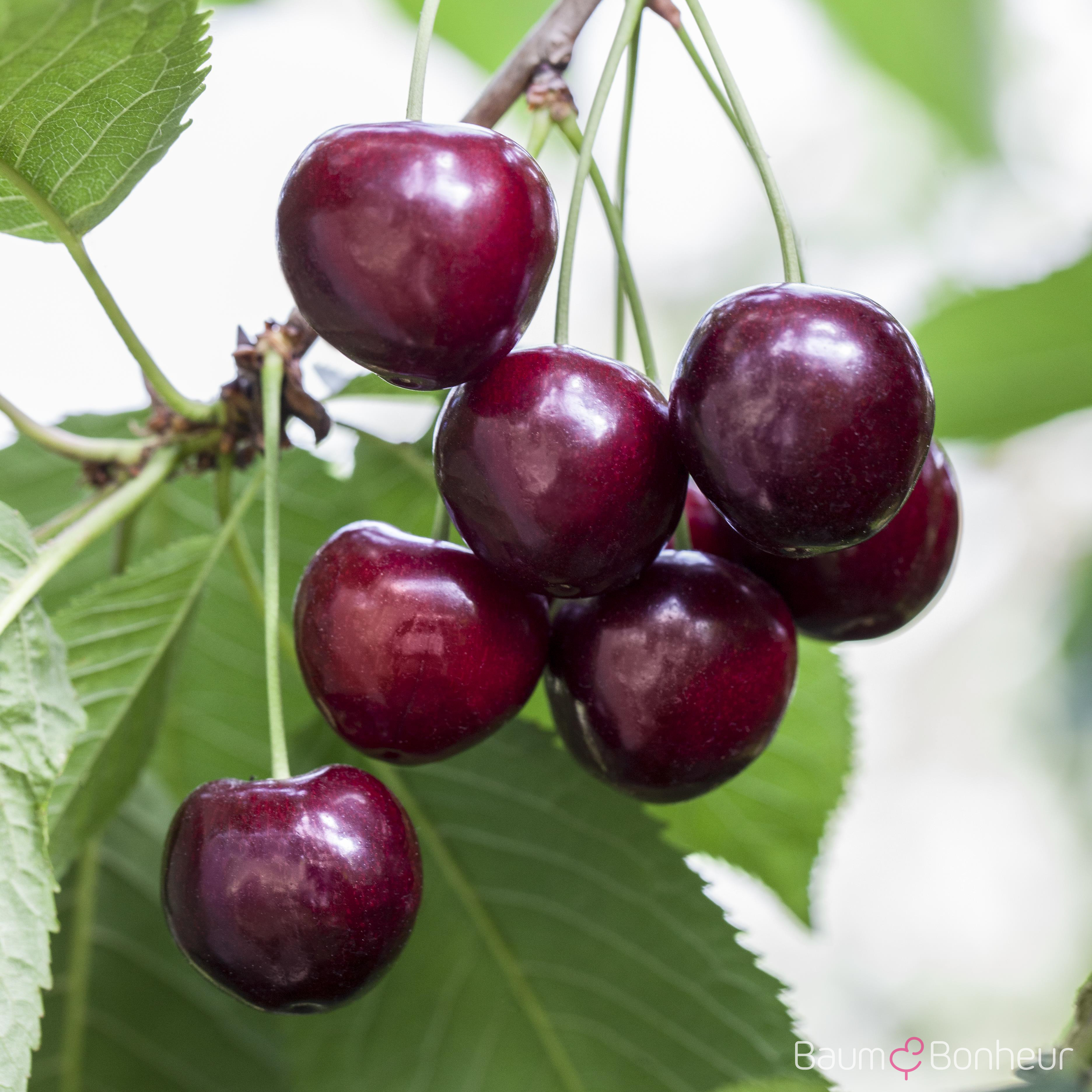 Prunus av. 'Karina'