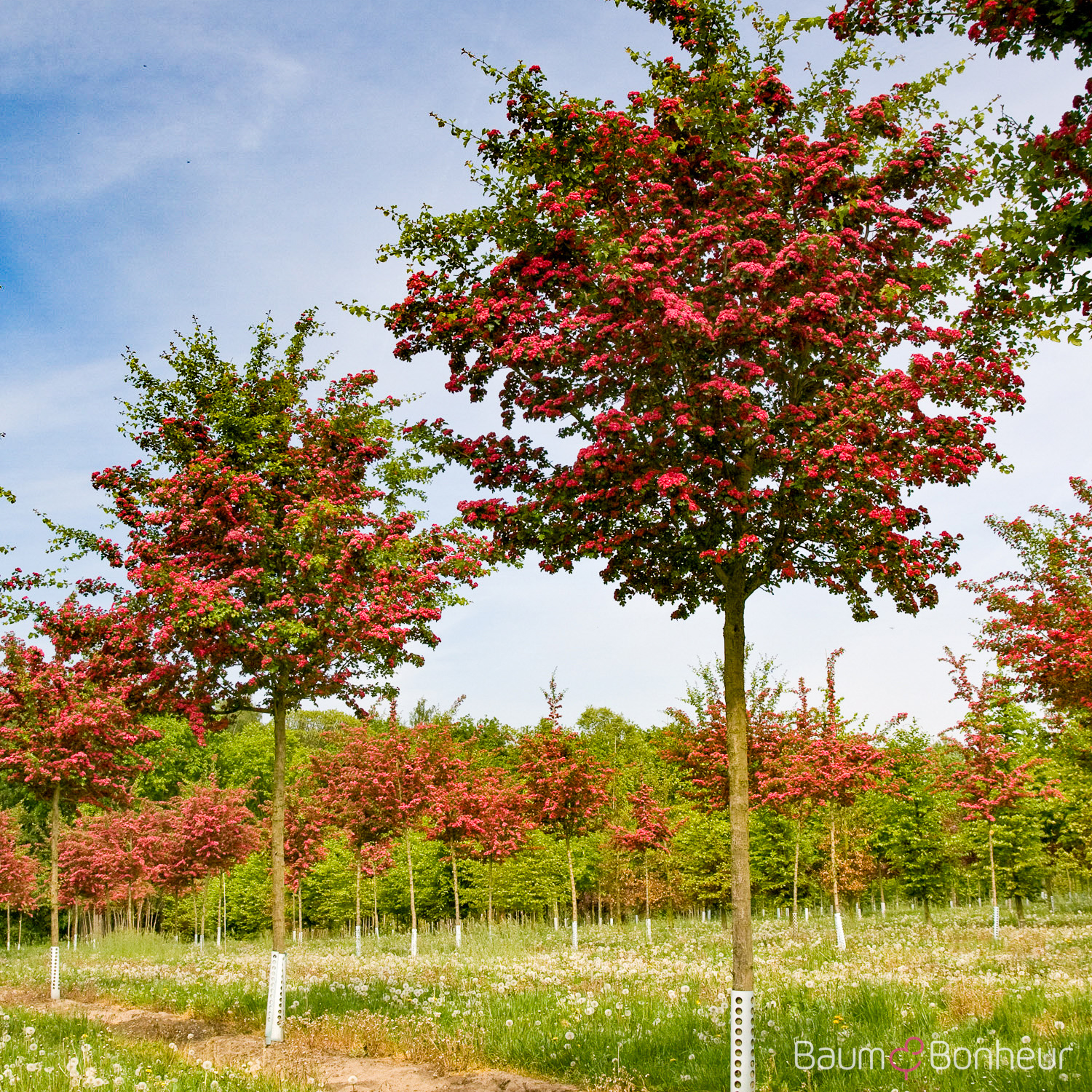 Crataegus laevigata 'Paul's Scarlet'