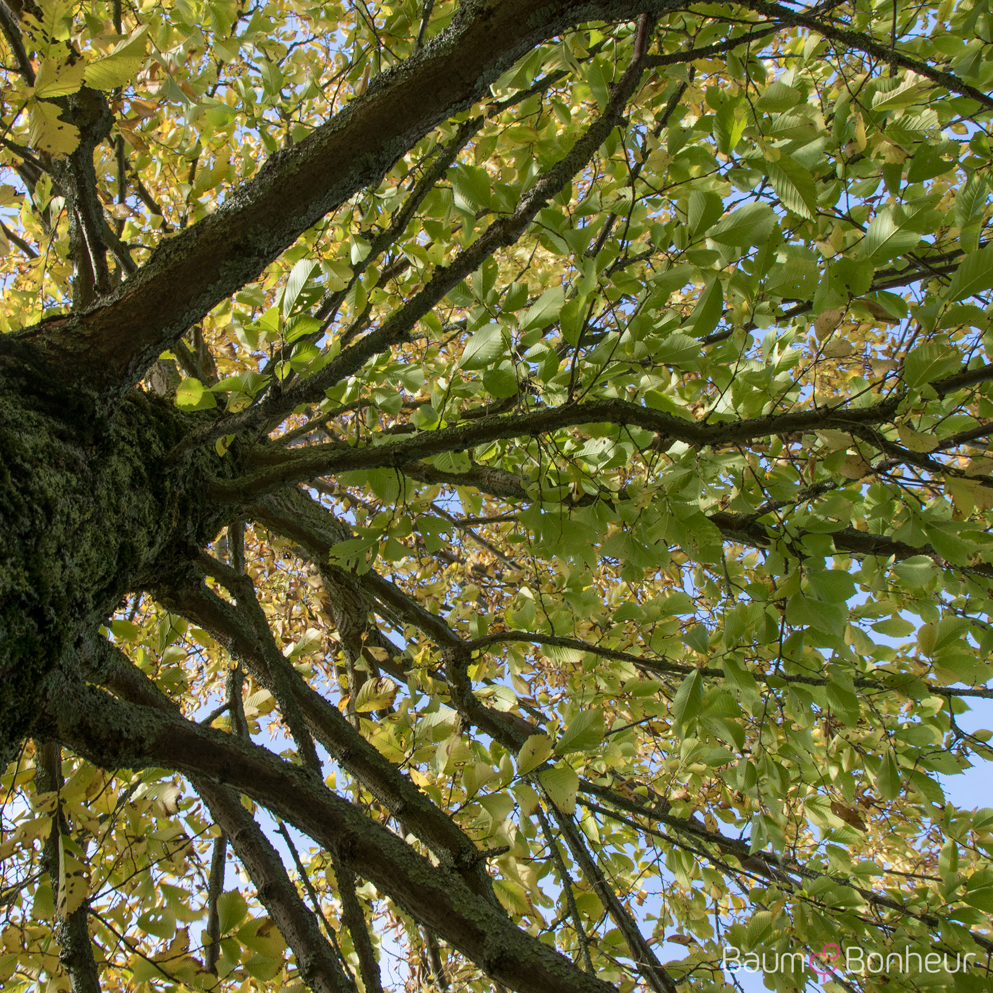 Ulmus 'Sapporo Autumn Gold' -S-
