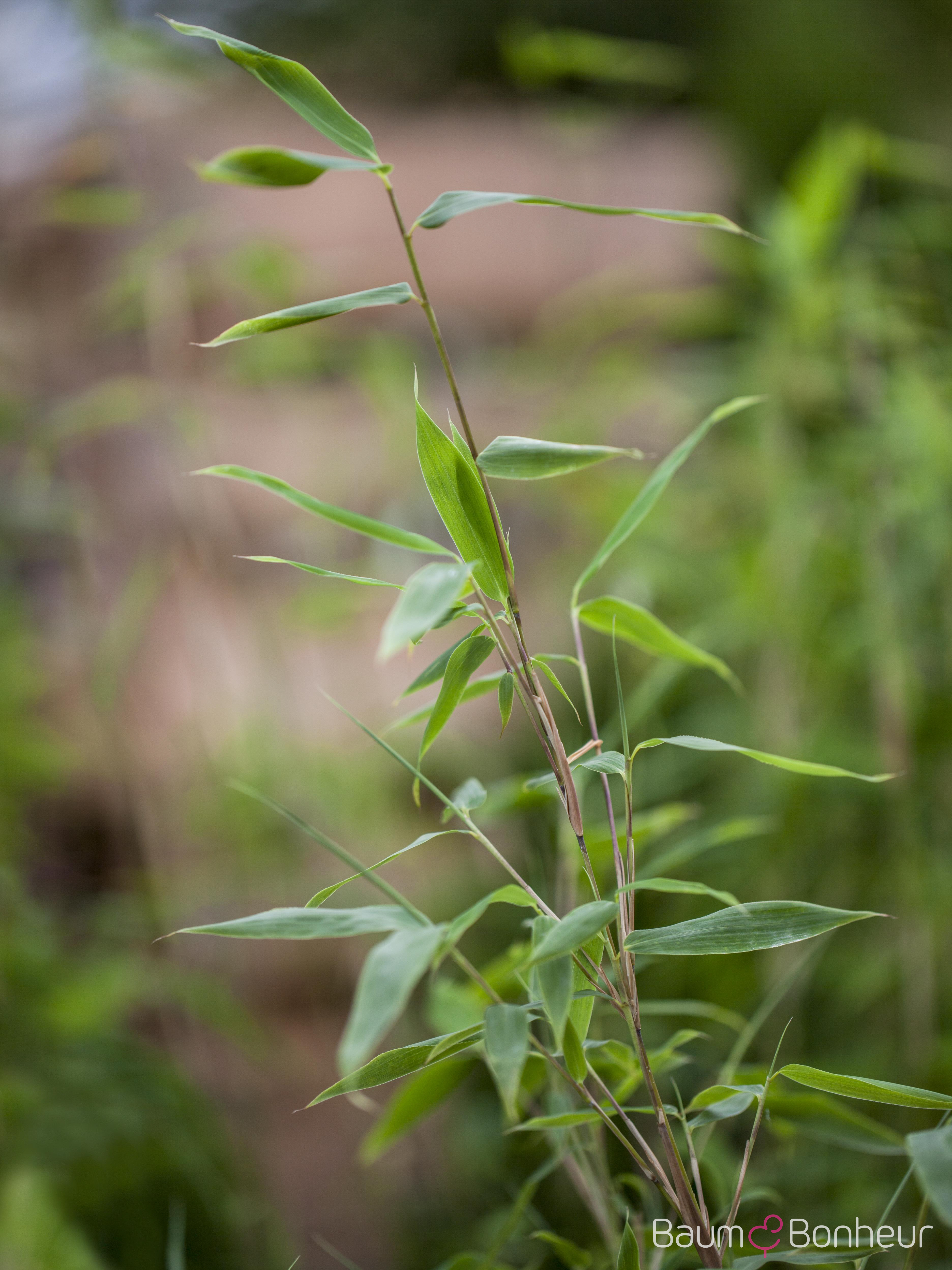 Fargesia murieliae 'Kranich'