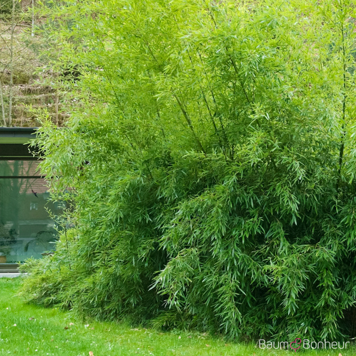 Phyllostachys nuda