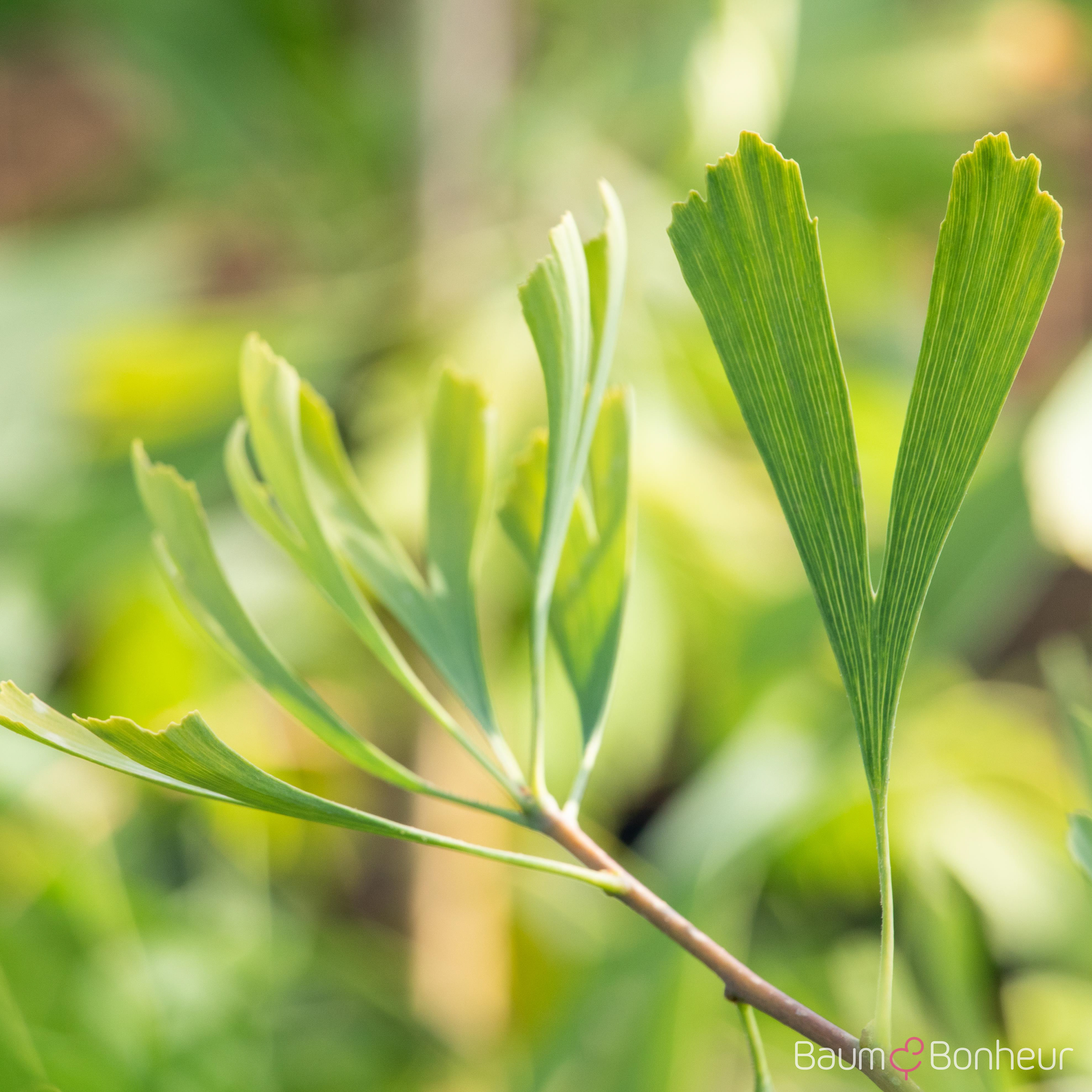 Ginkgo biloba 'Saratoga'