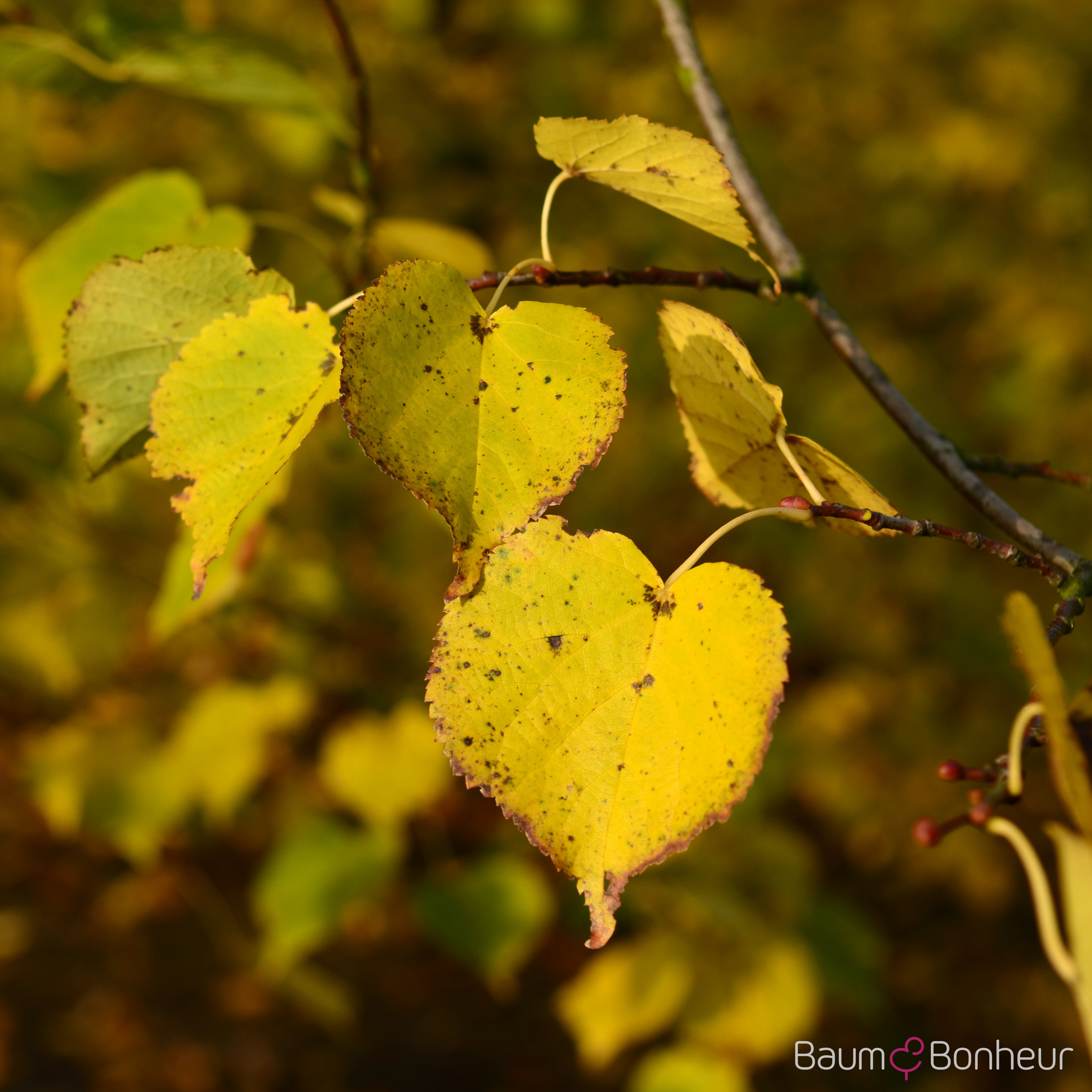 Tilia cordata 'Roelvo'