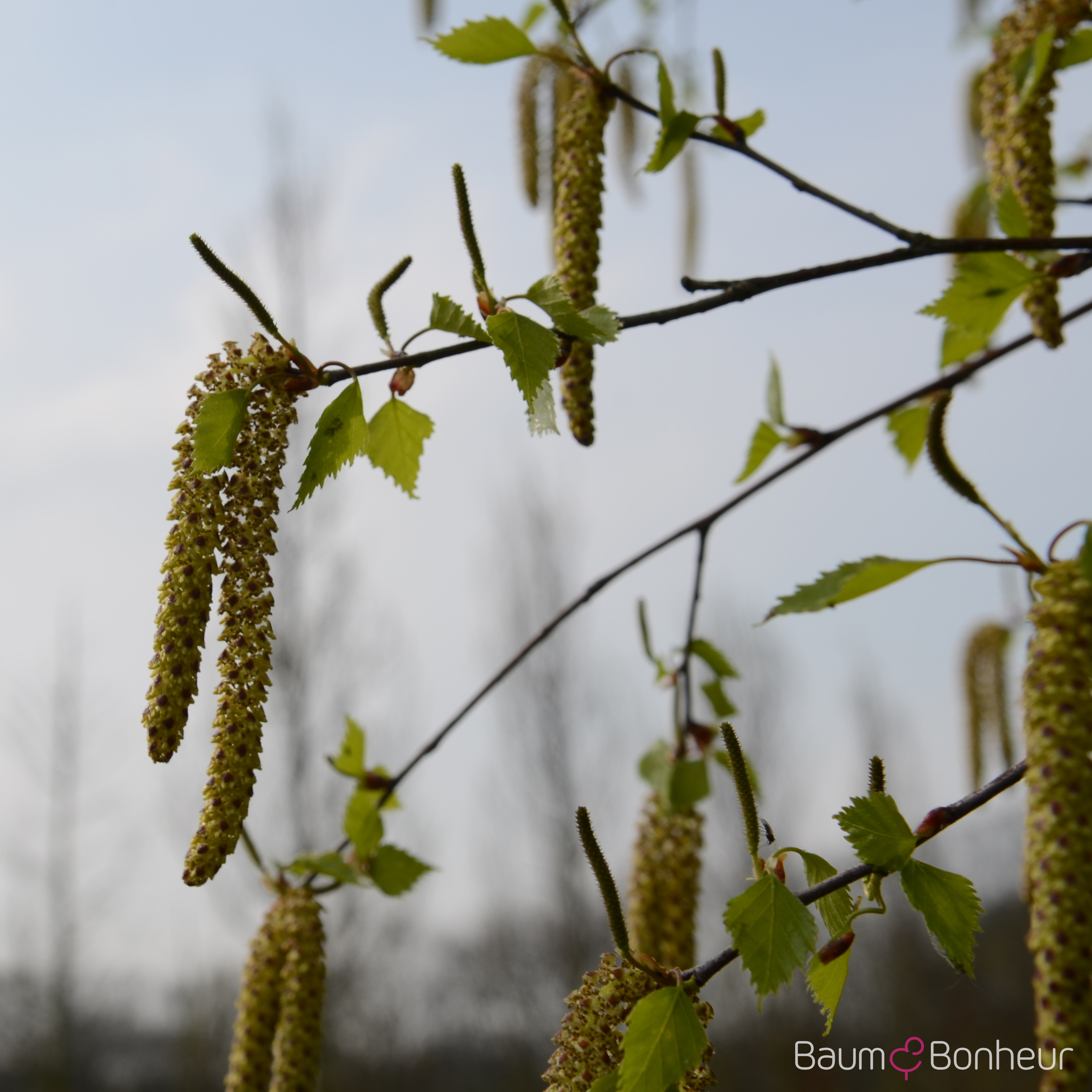 Betula pendula 'Zwitsers Glorie'