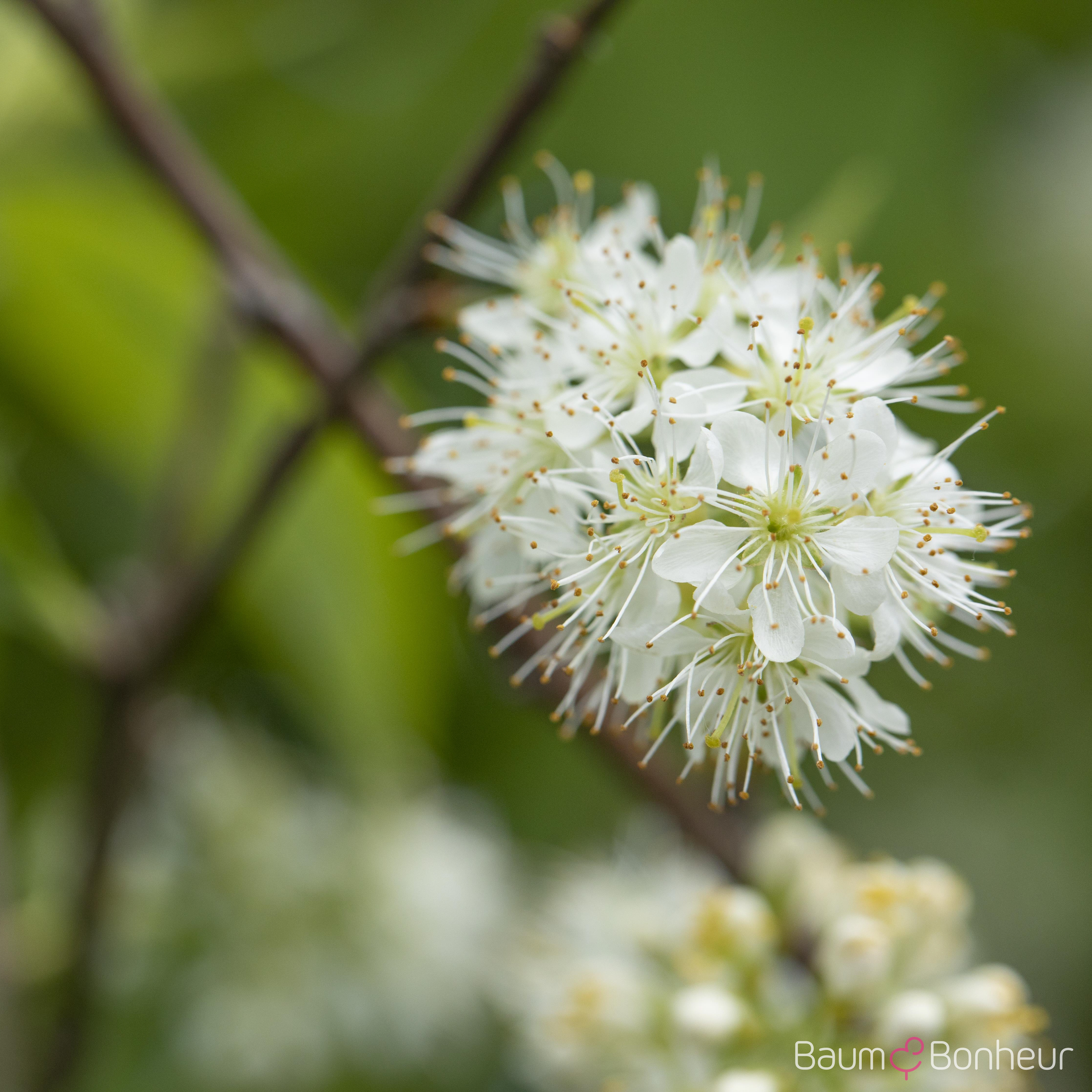 Prunus maackii 'Amber Beauty'