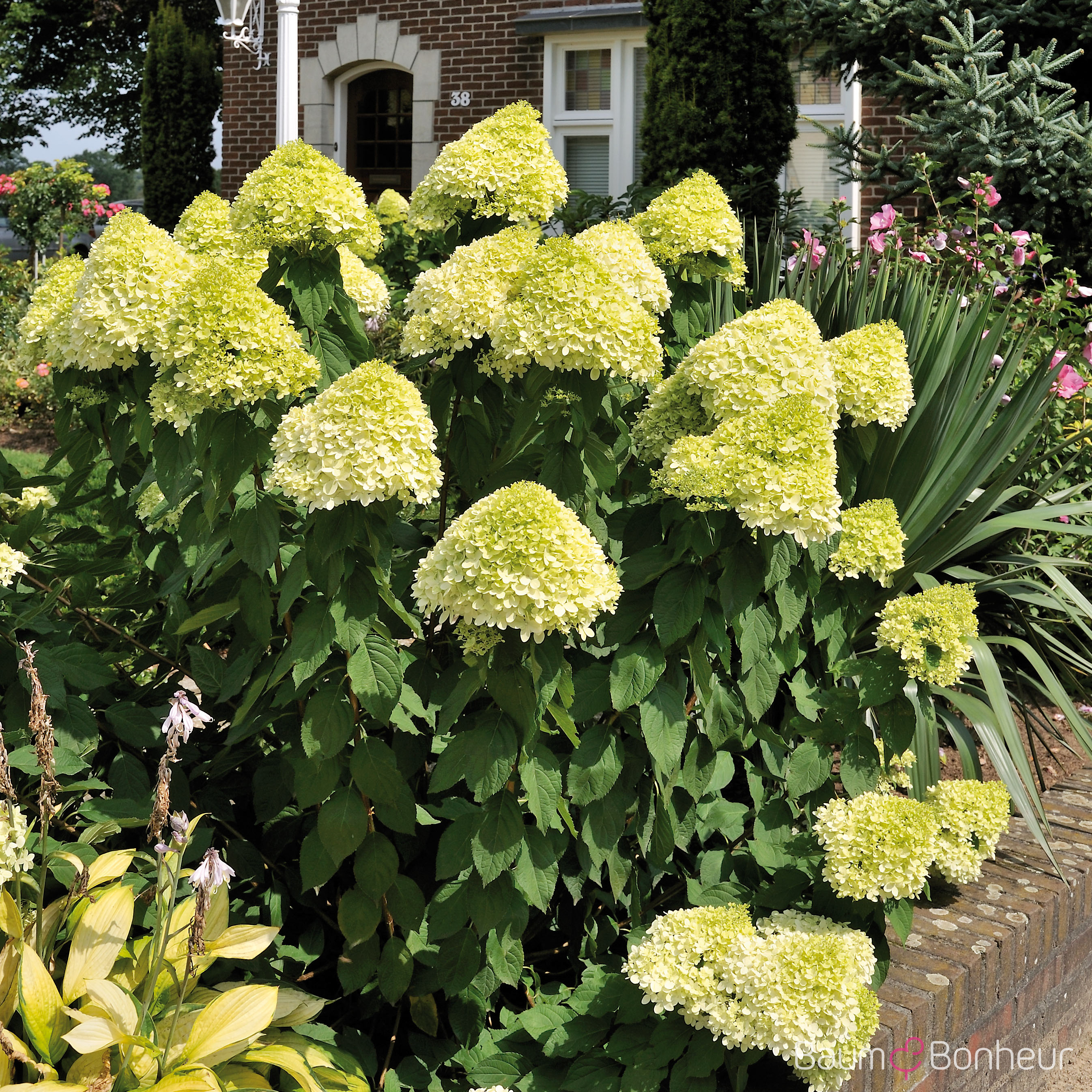 Hydrangea paniculata 'Limelight' -S-