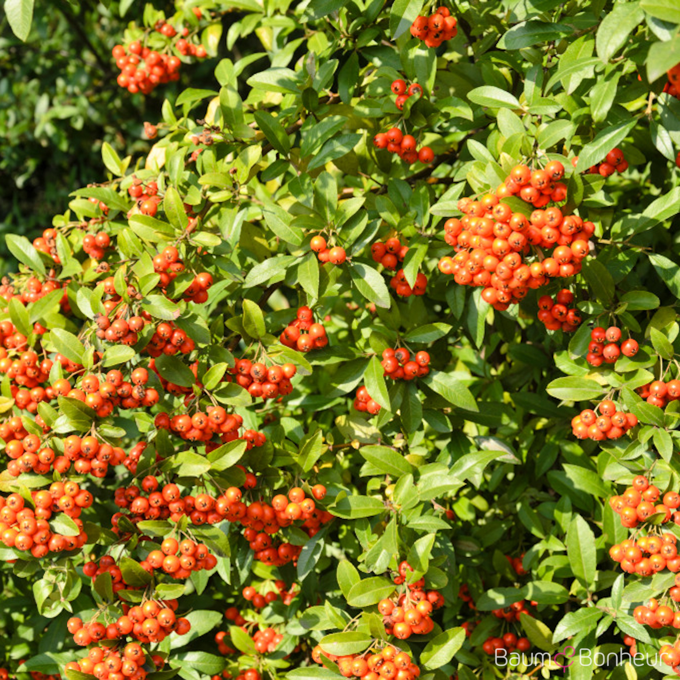 Pyracantha 'Bad Zwischenahn'