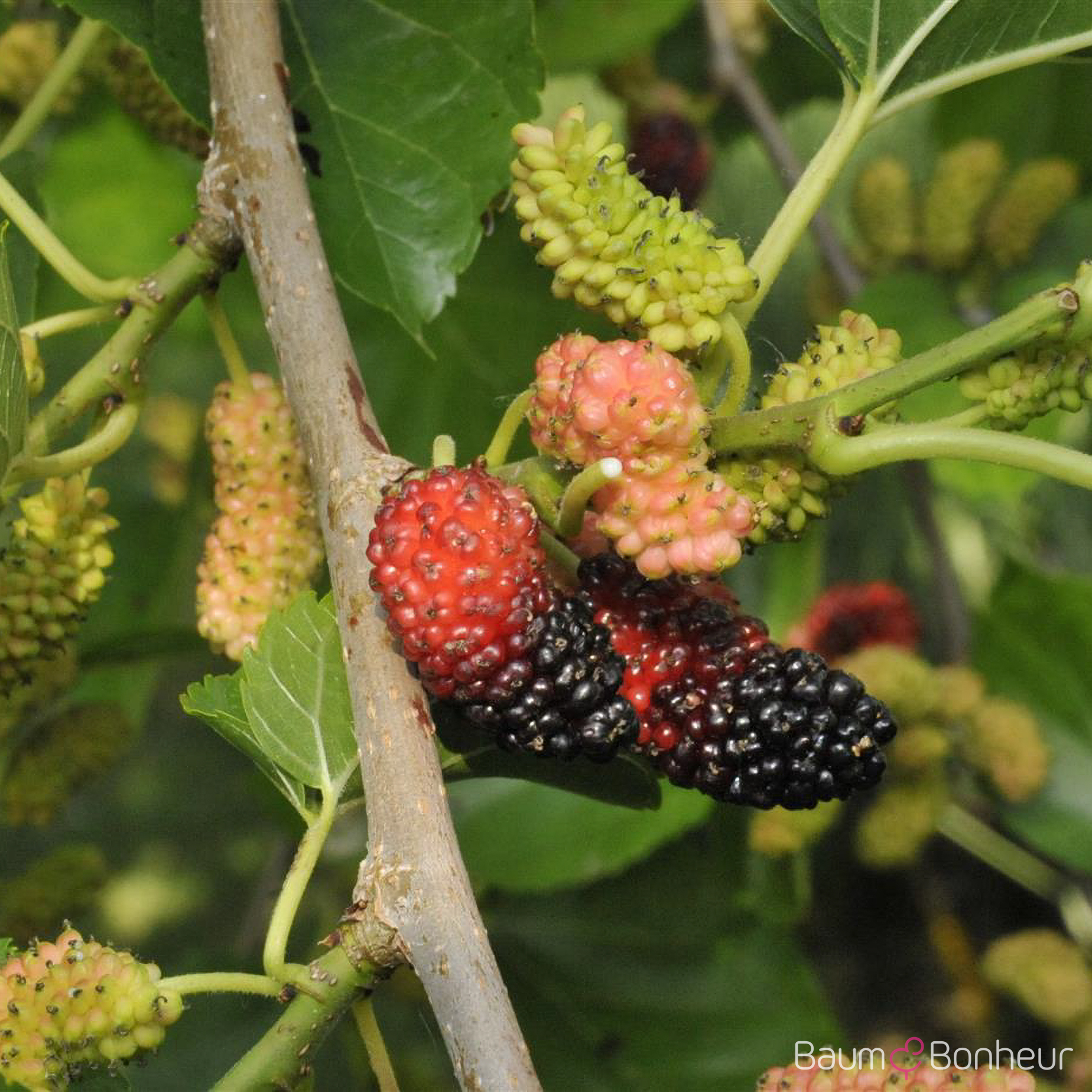 Morus nigra