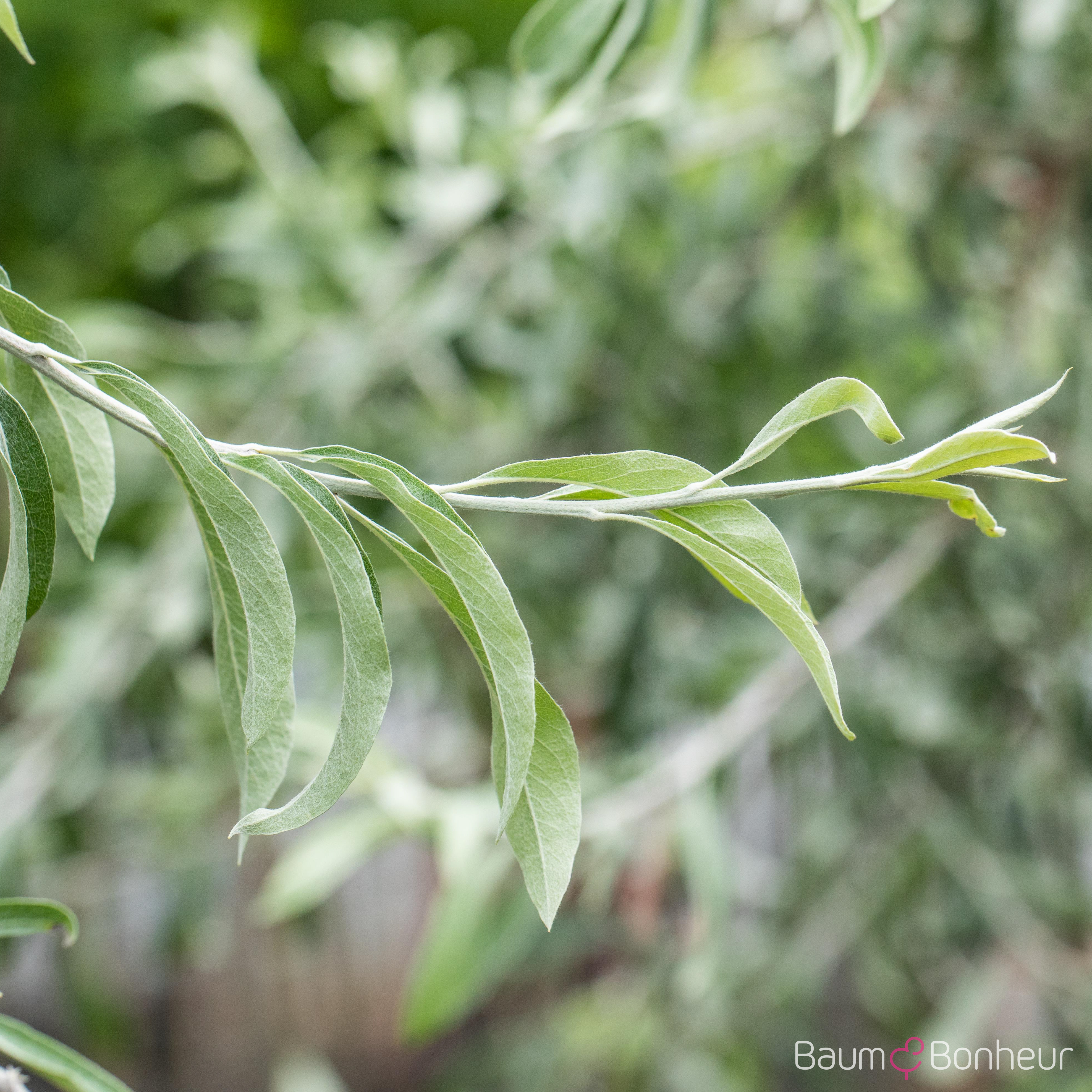 Elaeagnus angustifolia
