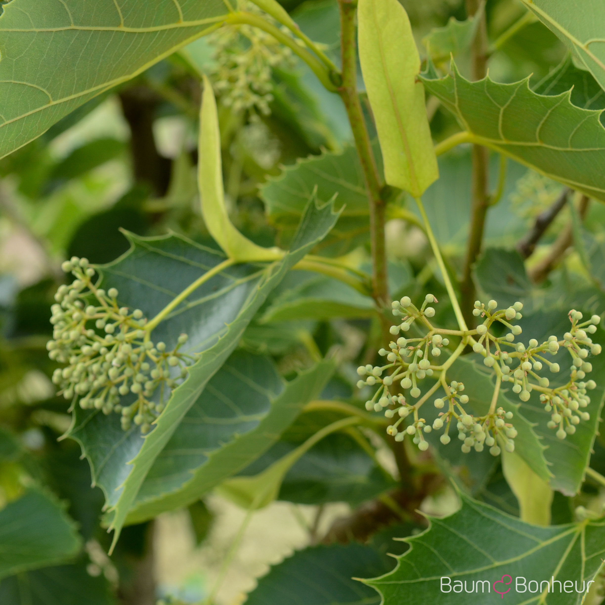 Tilia henryana