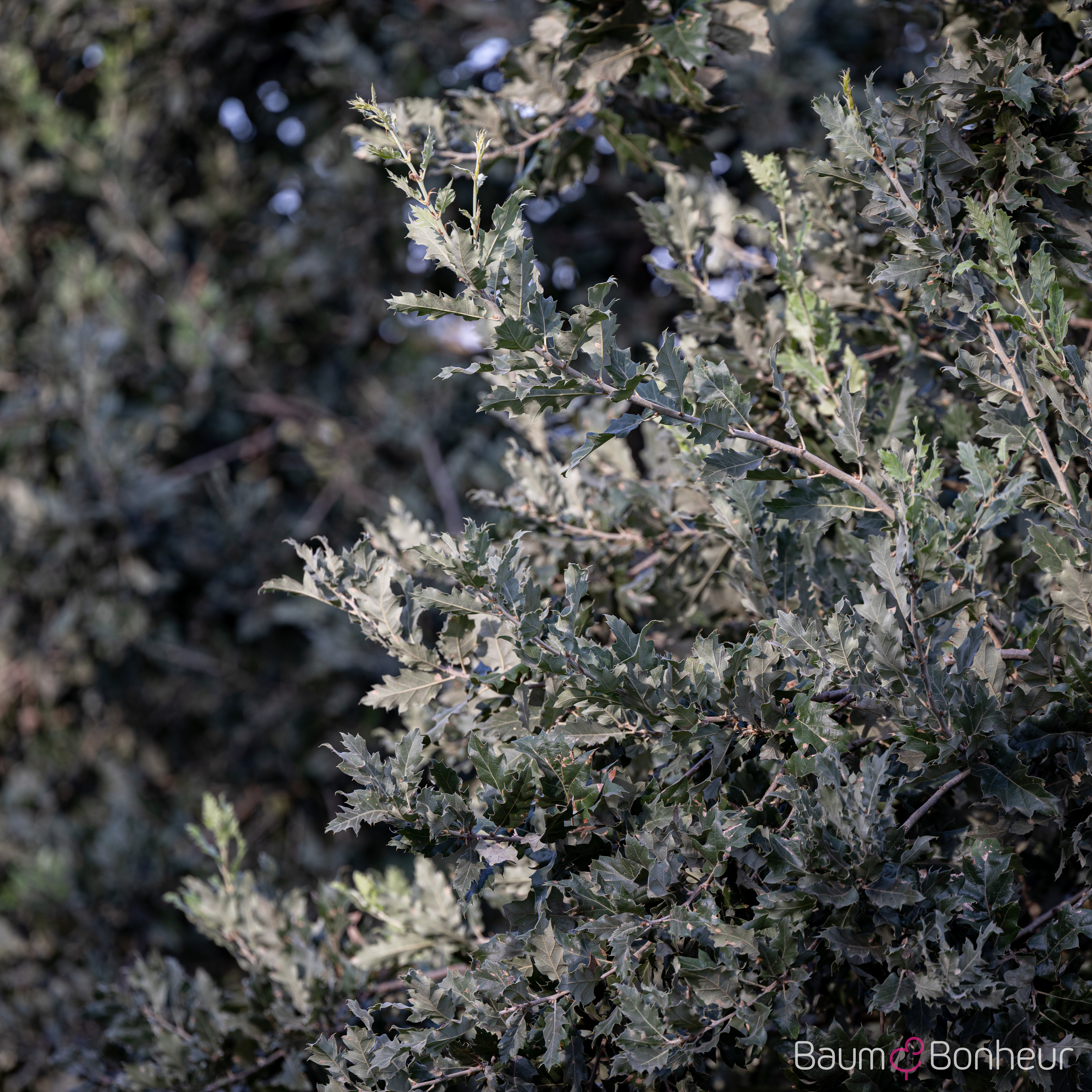 Quercus ithaburensis 'Hemelrijk'