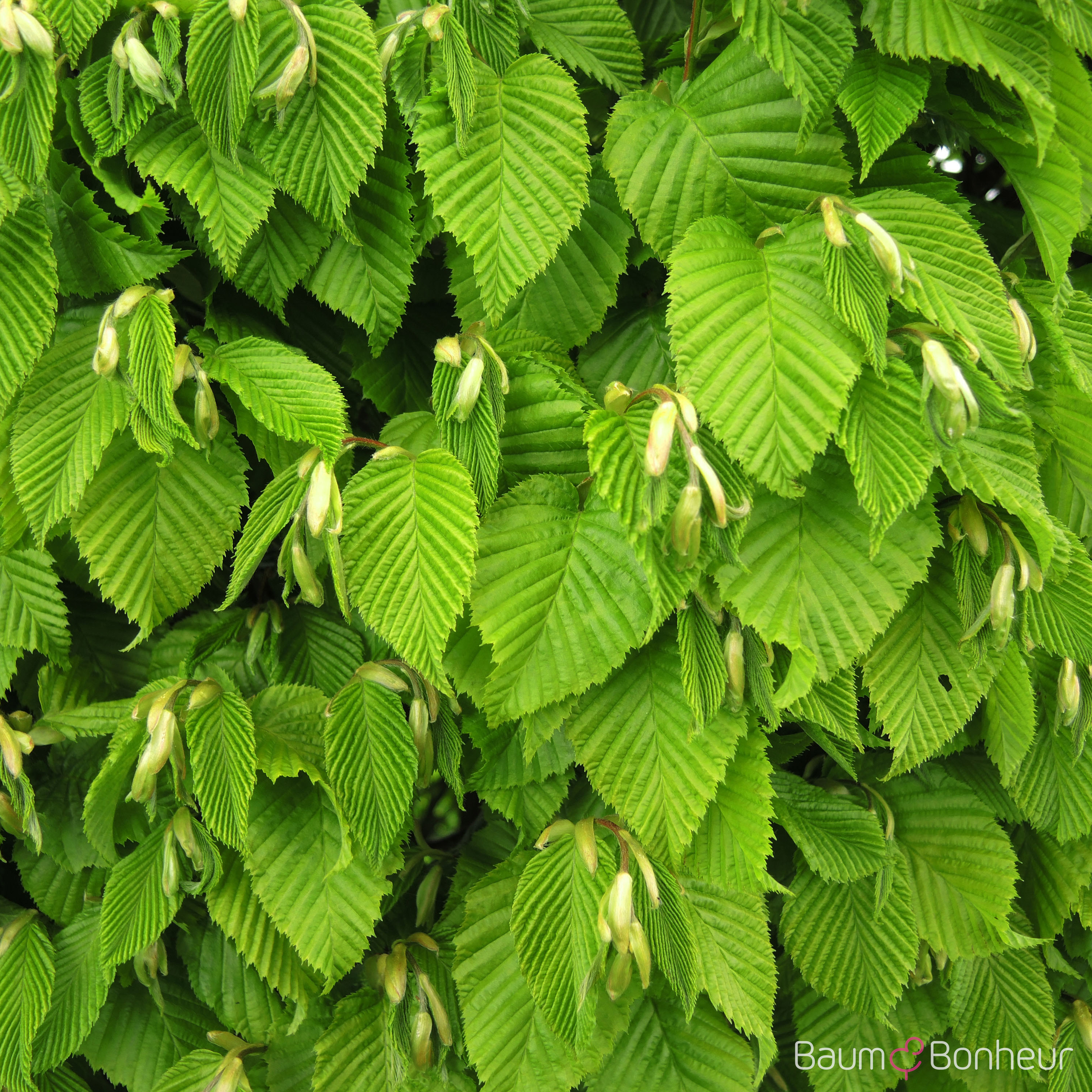Carpinus betulus 'Fastigiata Monument'