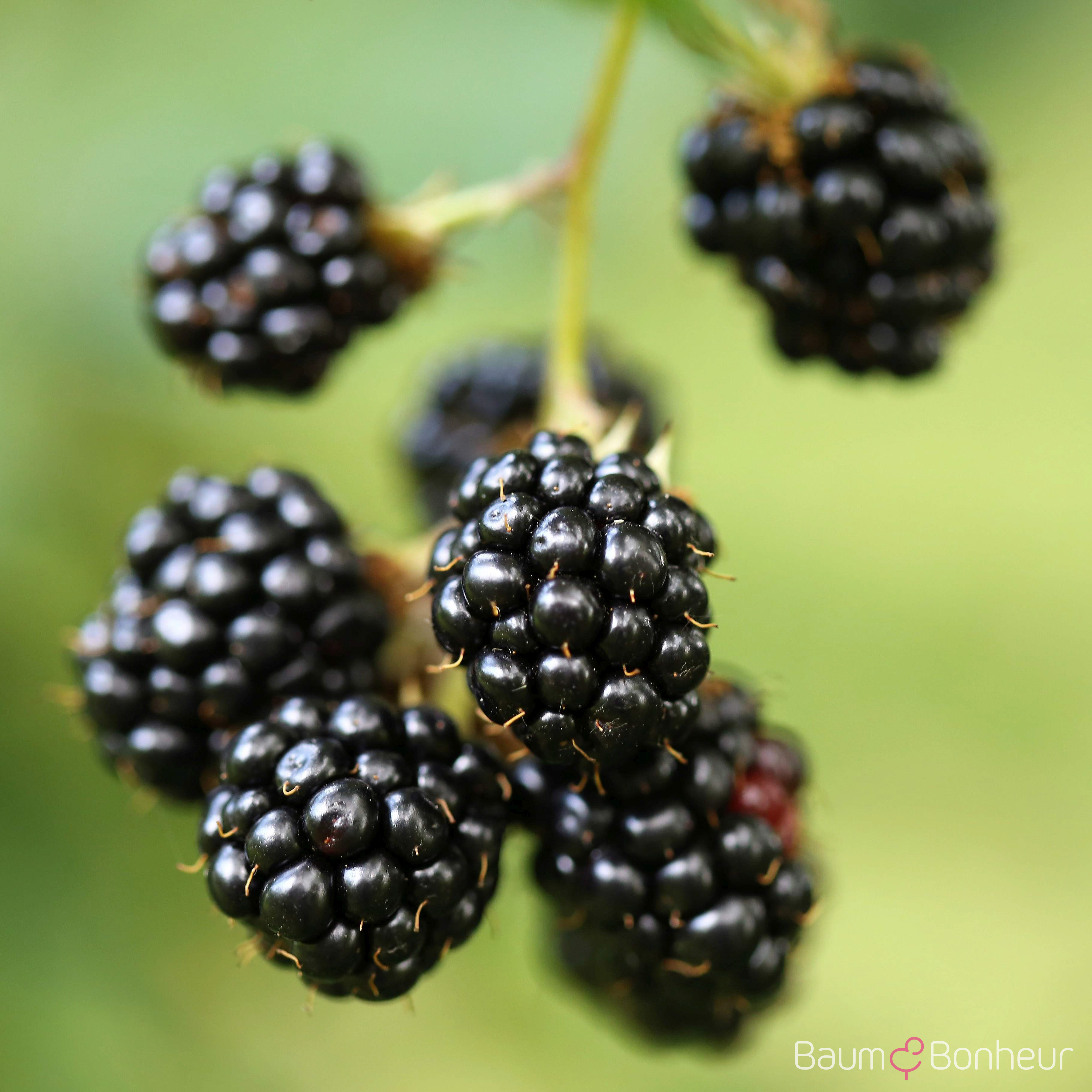 Rubus fruticosus 'Thornfree'