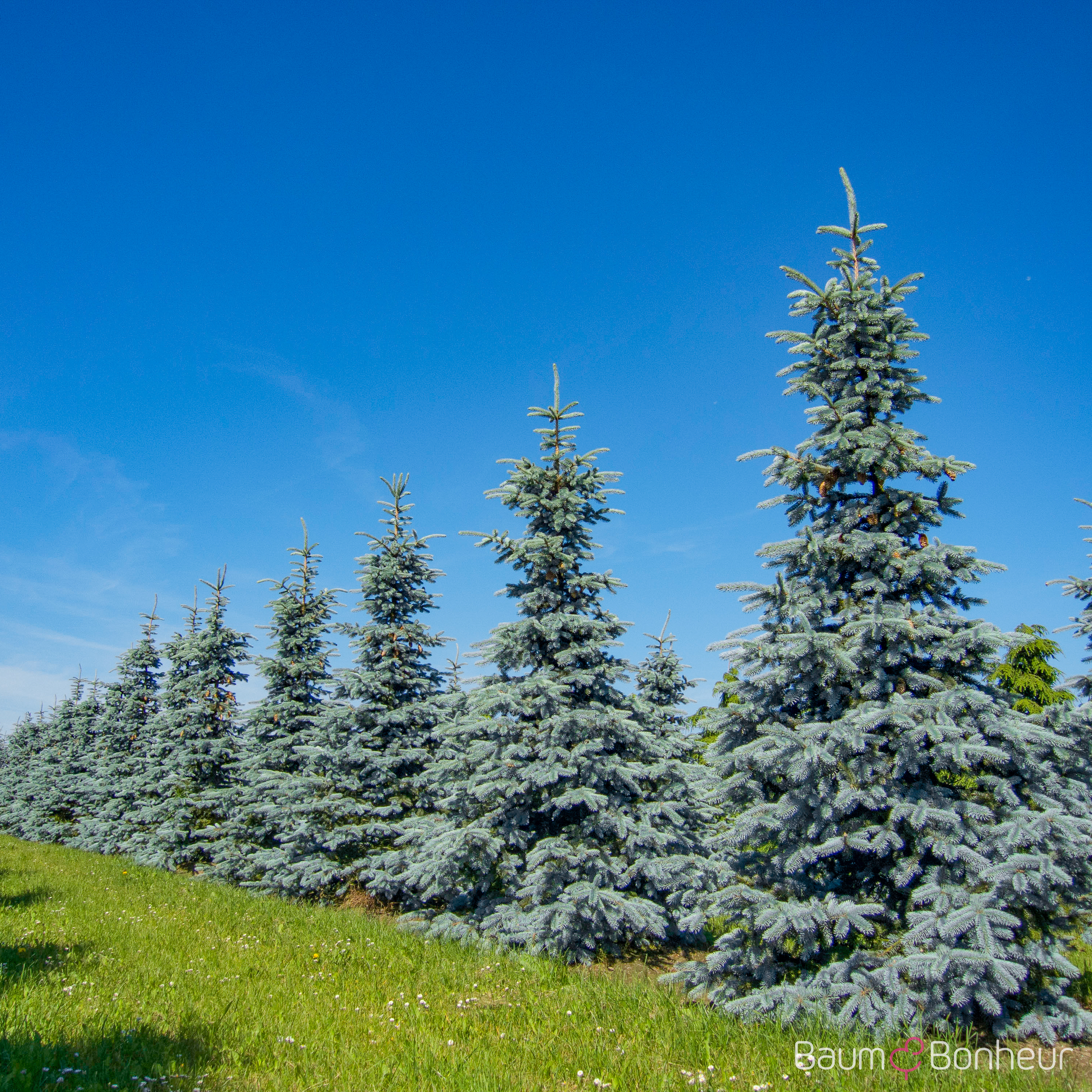 Picea pungens 'Hoopsii'
