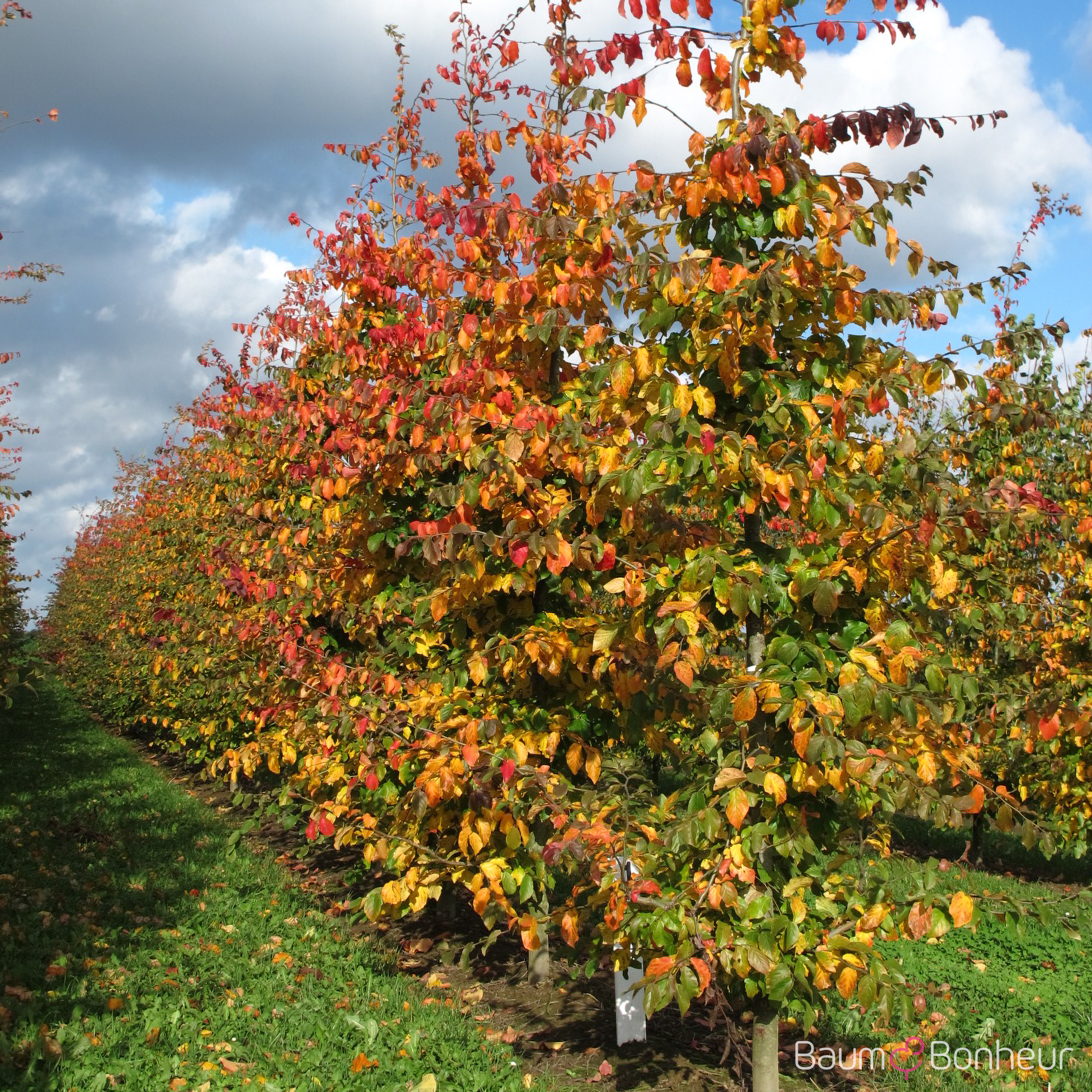 Parrotia persica