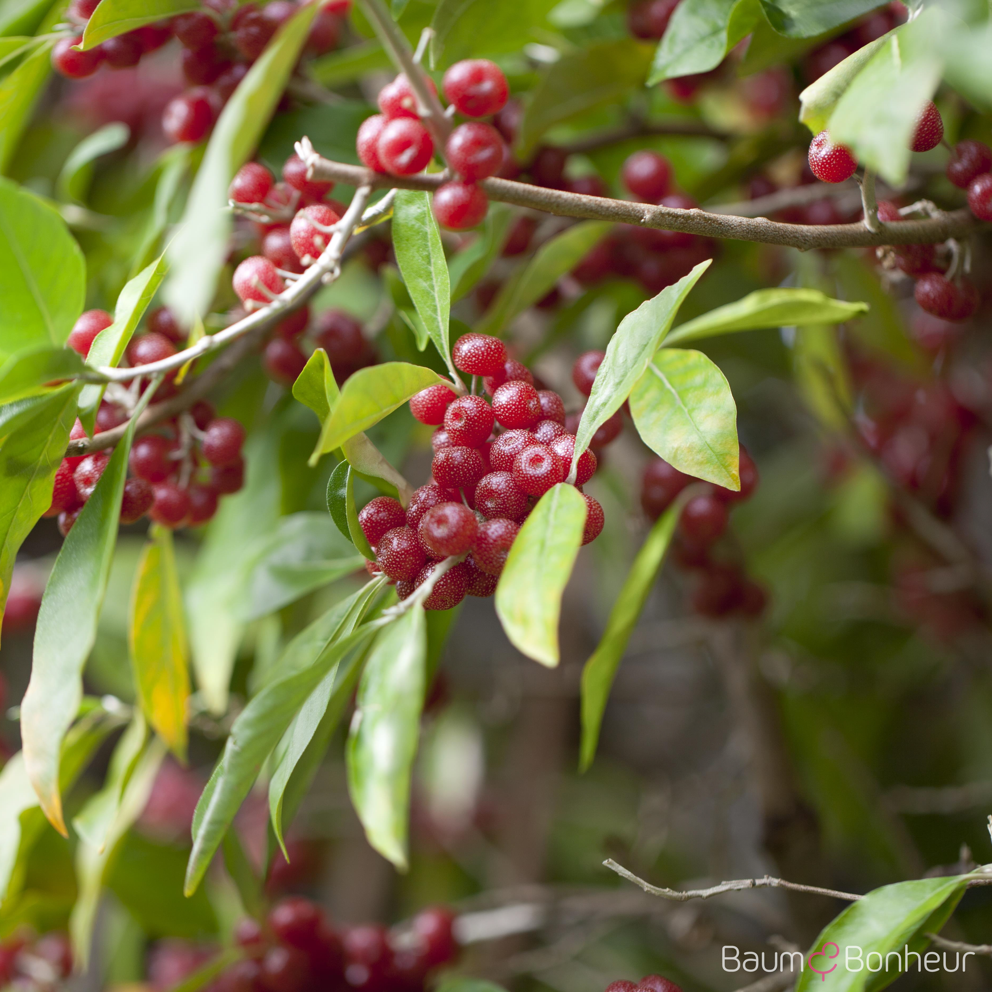Elaeagnus multiflora