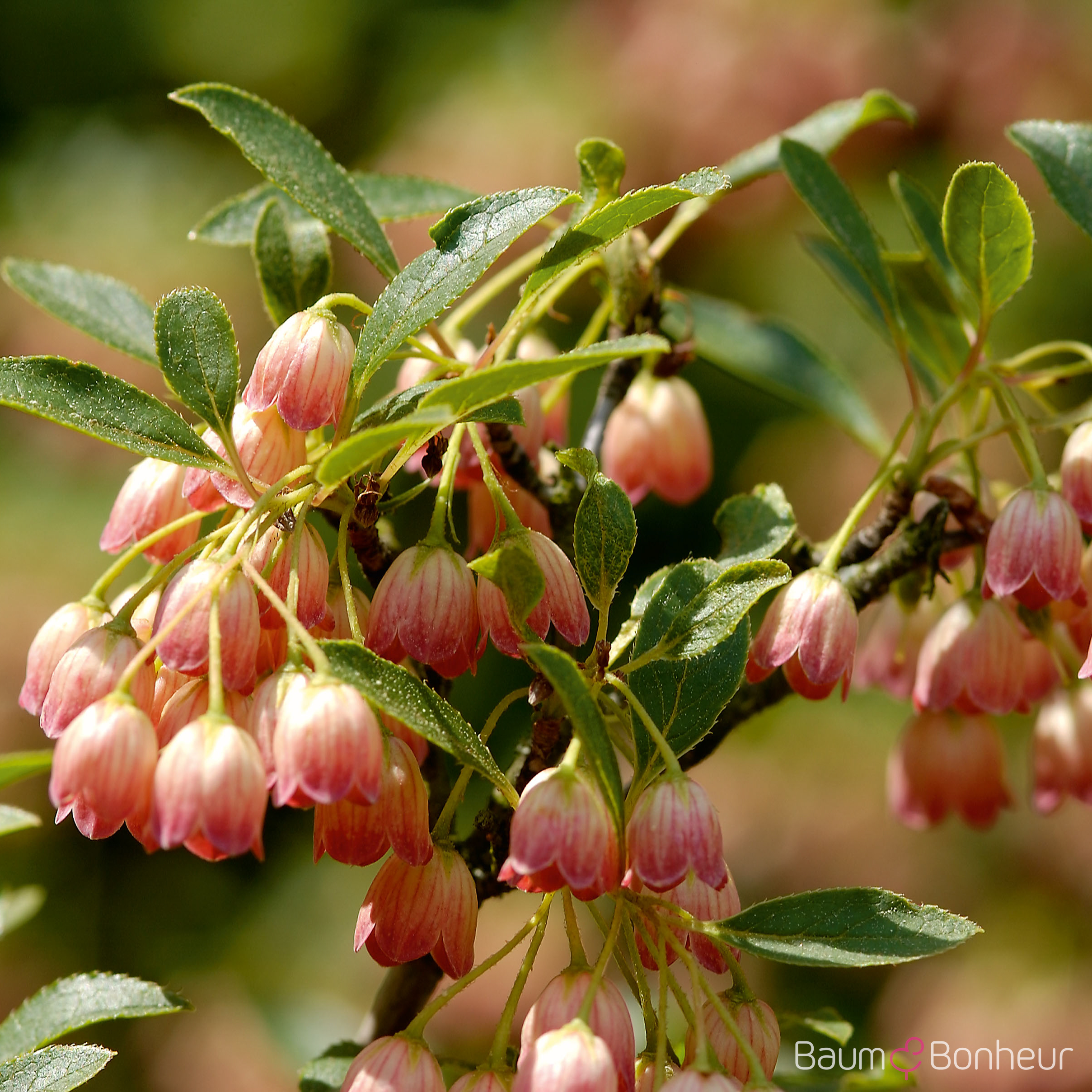 Enkianthus campanulatus