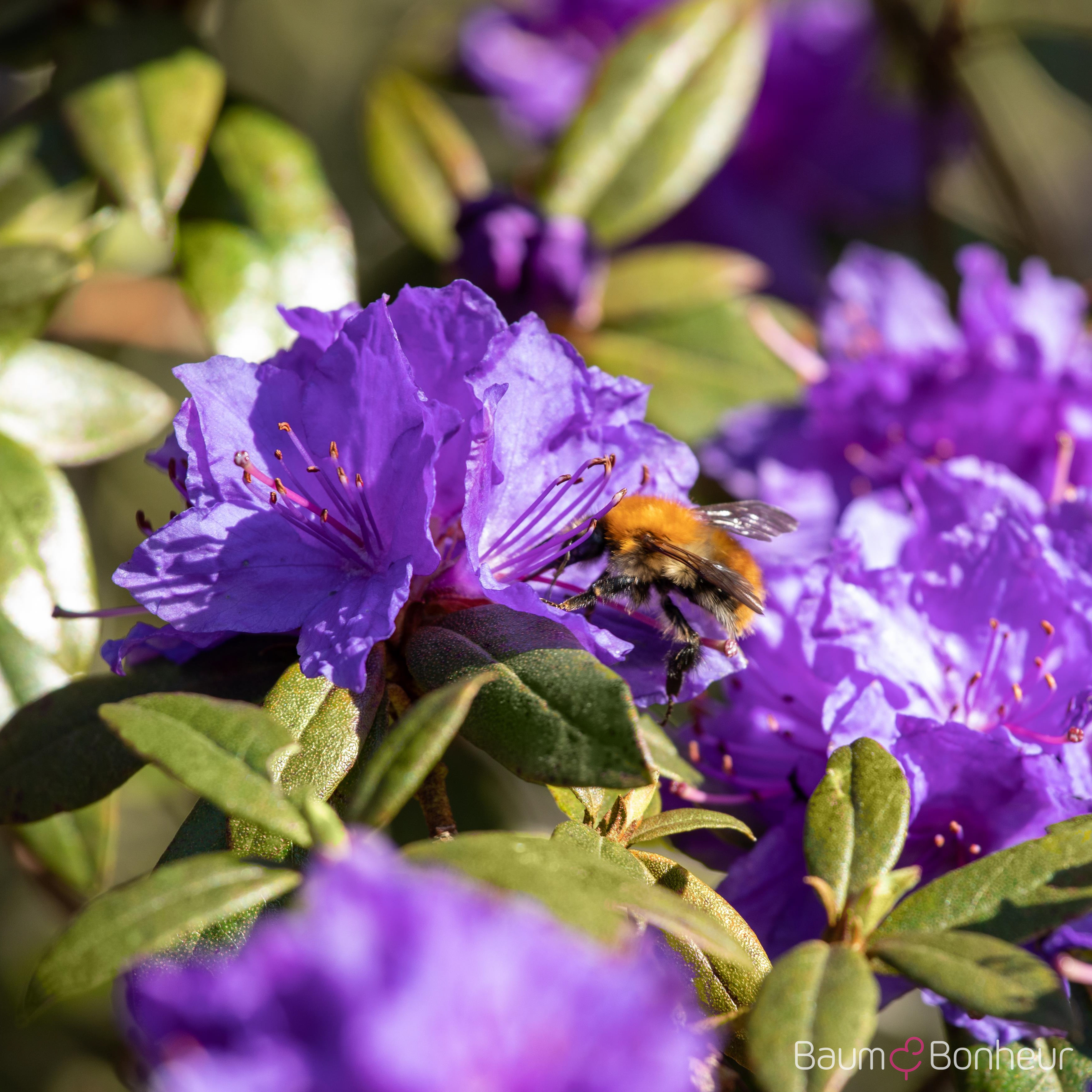 Rhododendron impeditum 'Gristede'