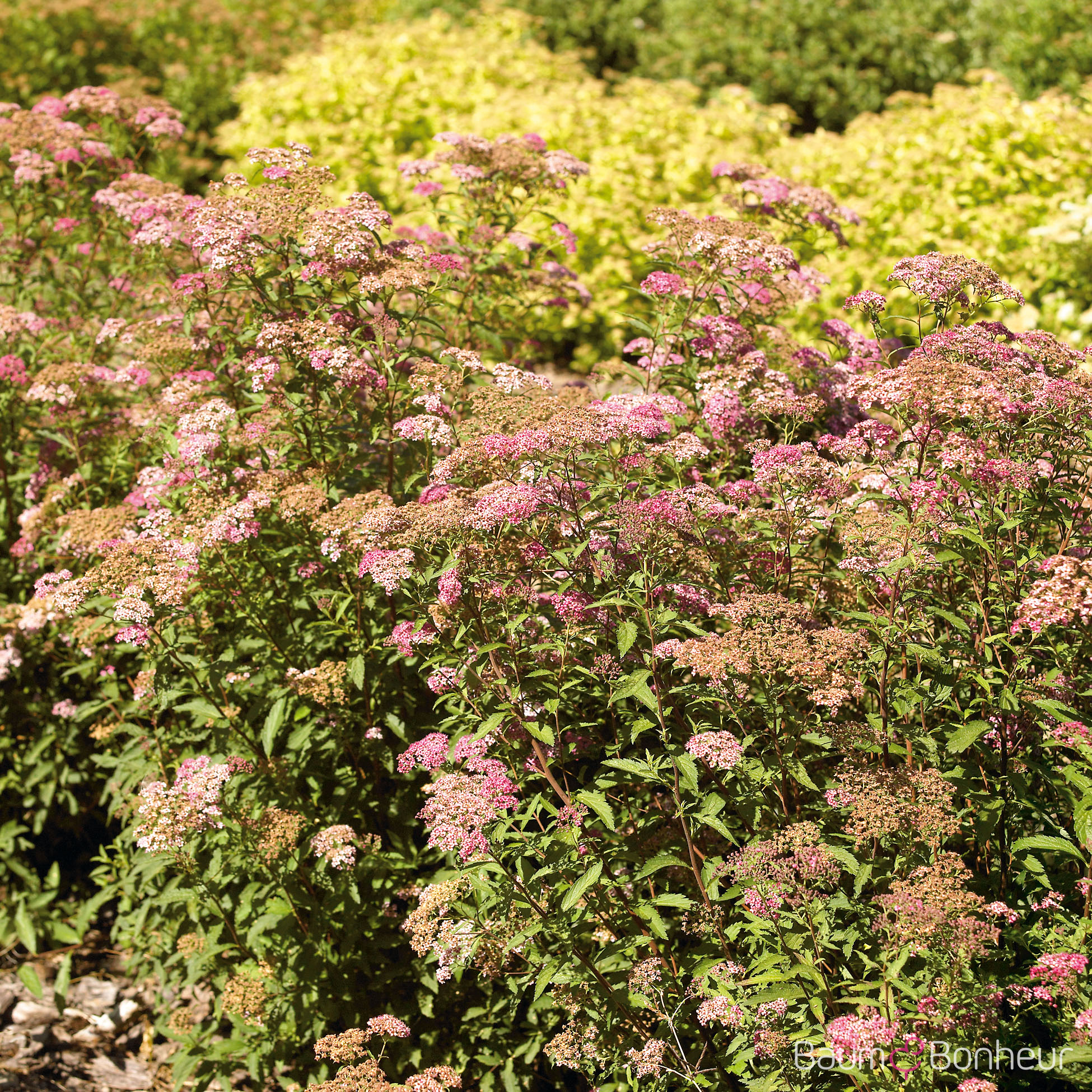 Spiraea japonica 'Dart's Red'