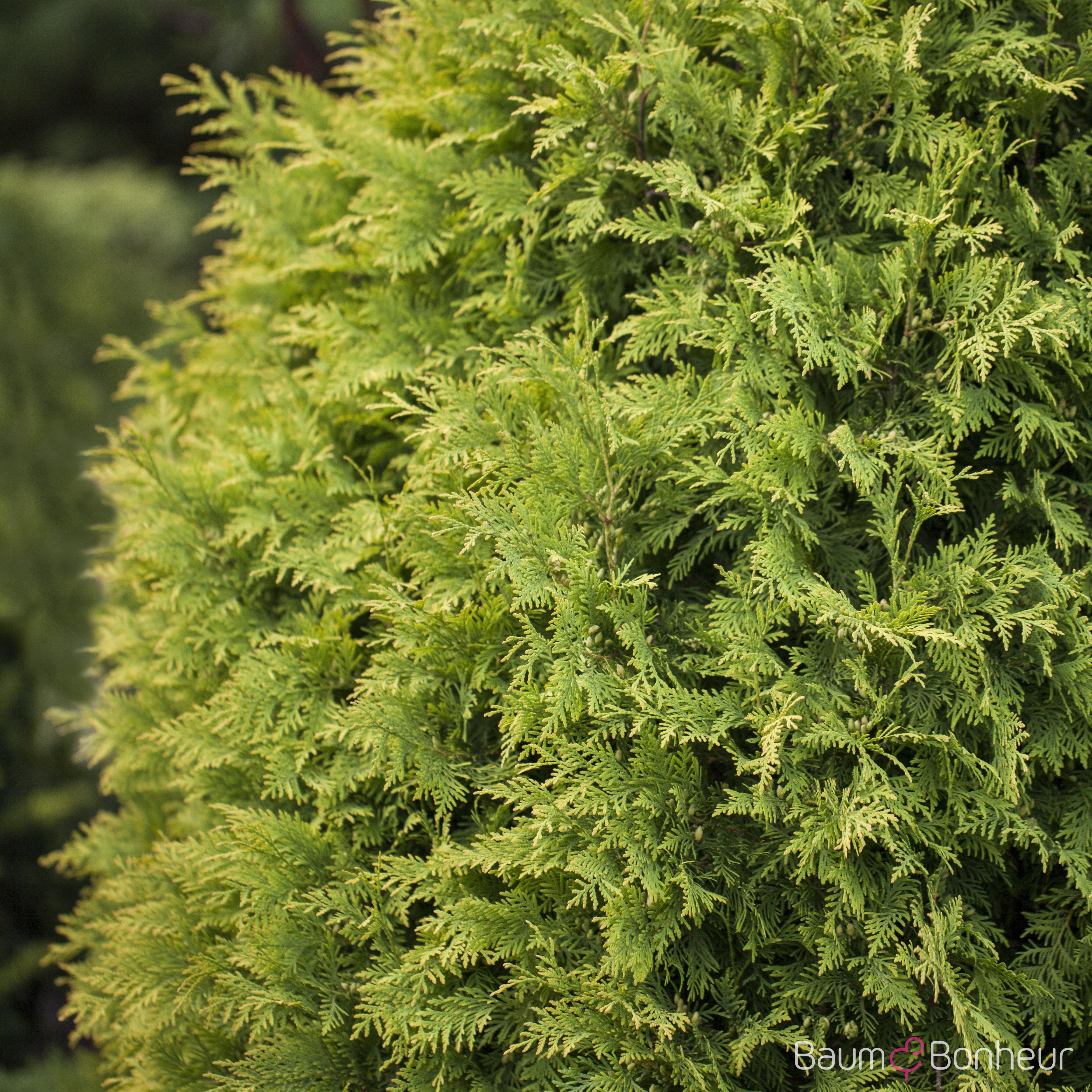 Thuja occidentalis 'Sunkist'