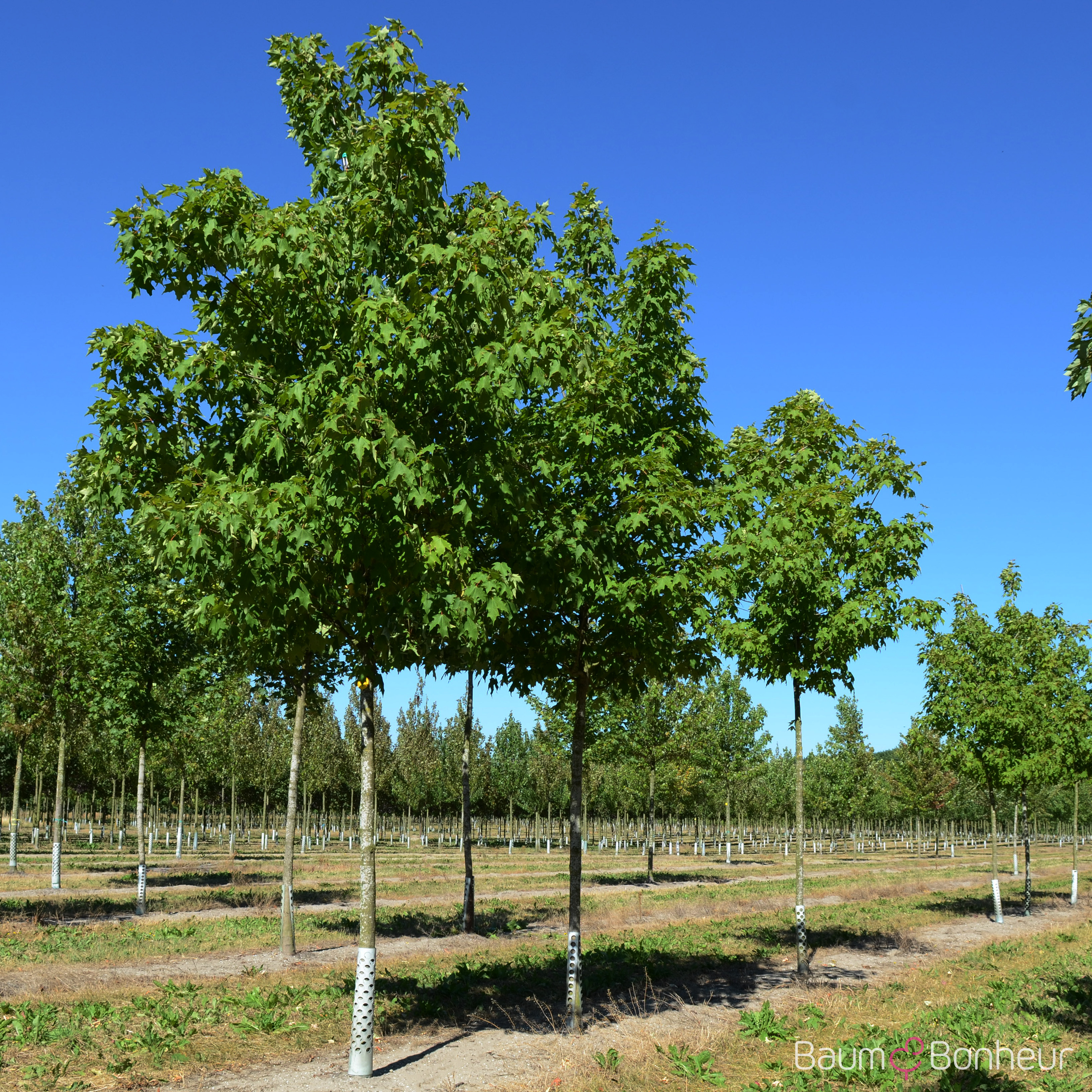 Acer saccharum