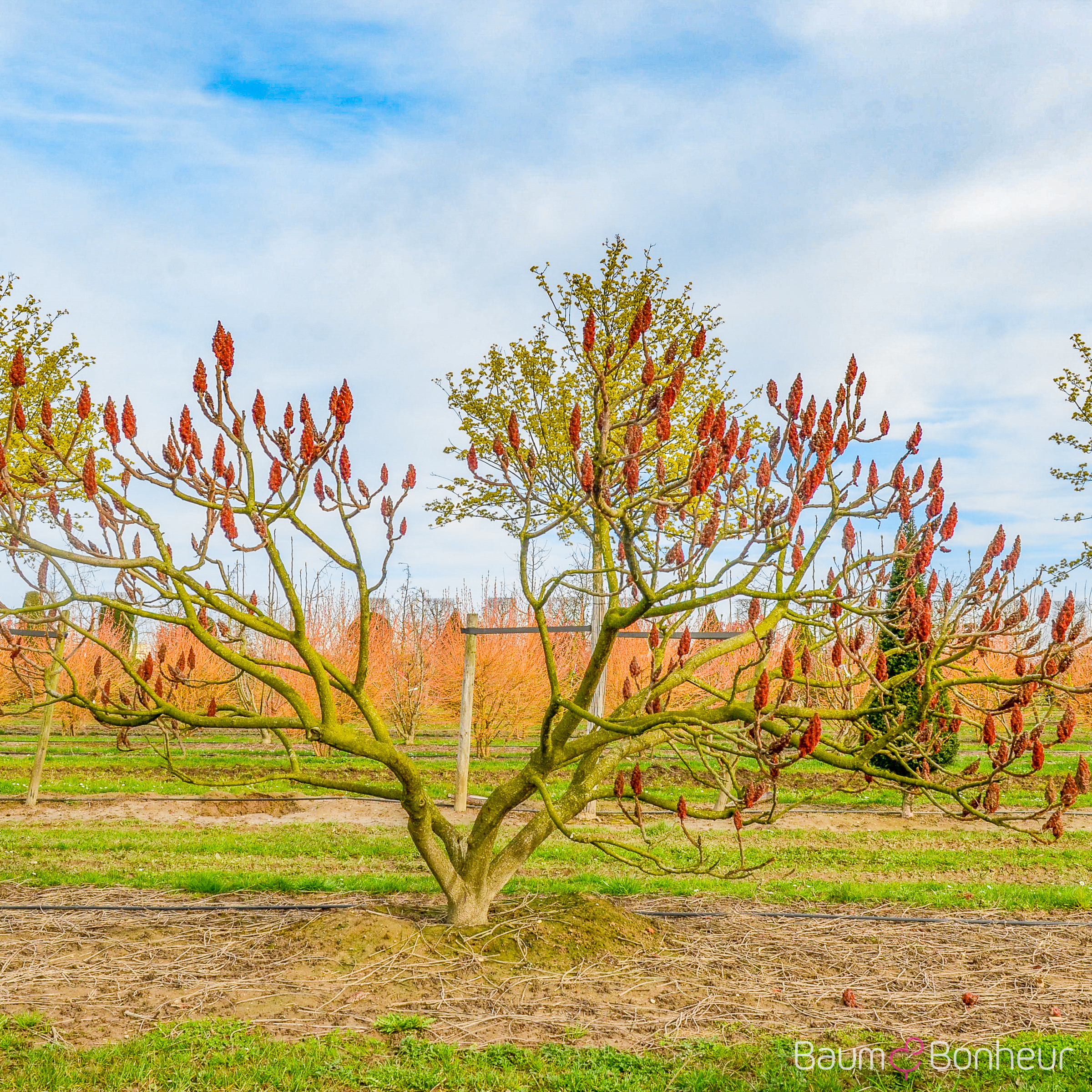 Rhus typhina 'Dissecta'
