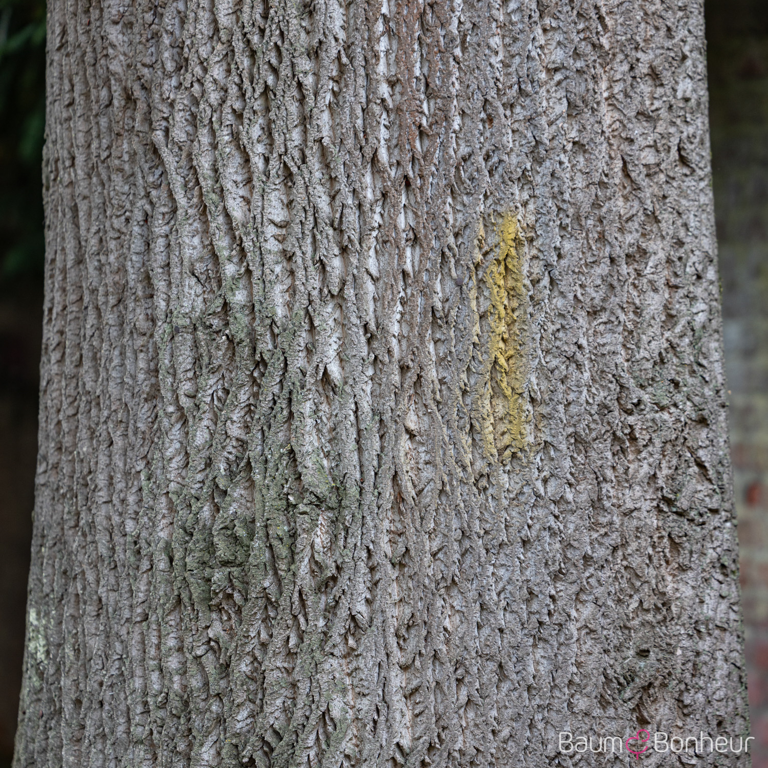 Liriodendron tulipifera