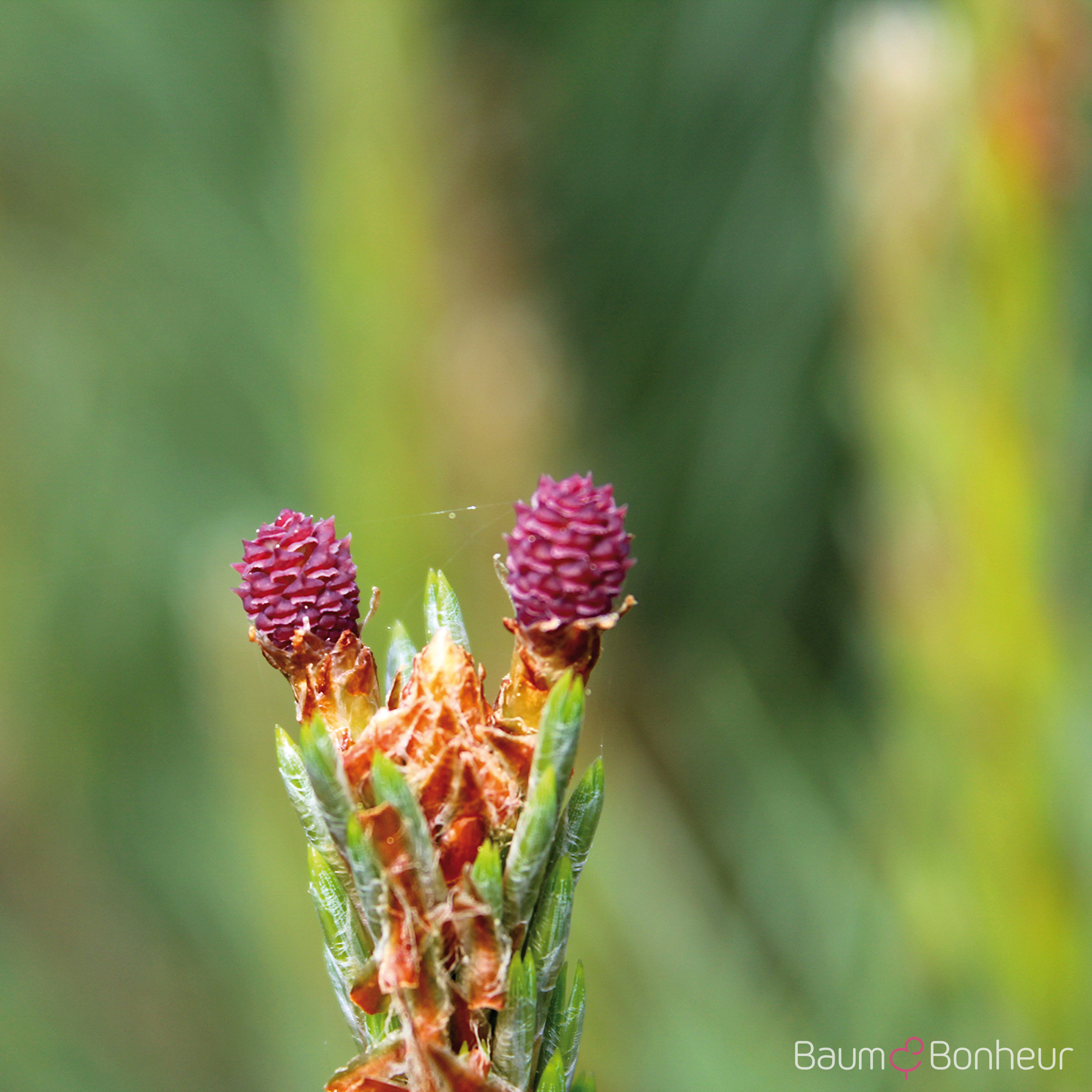 Pinus sylvestris