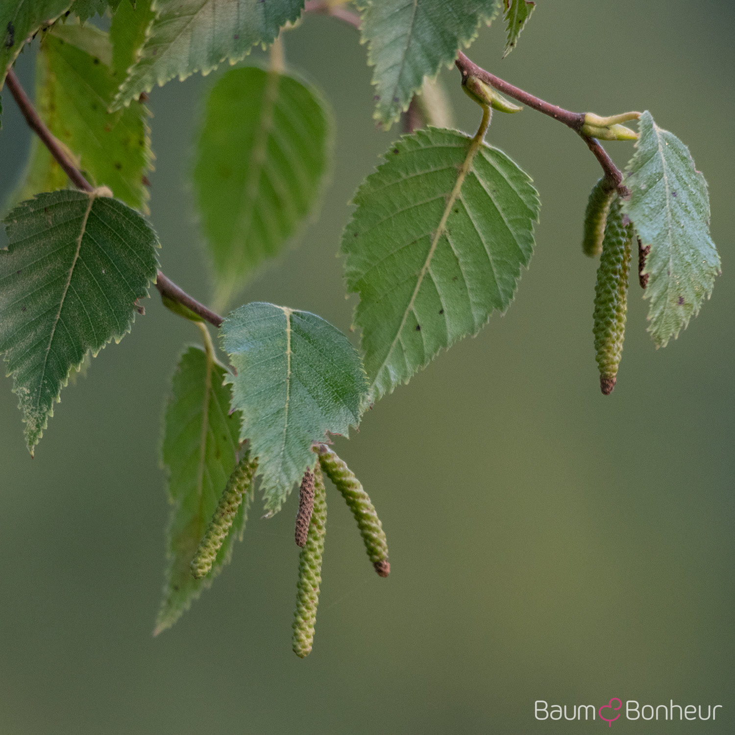 Betula albosinensis 'Fascination'