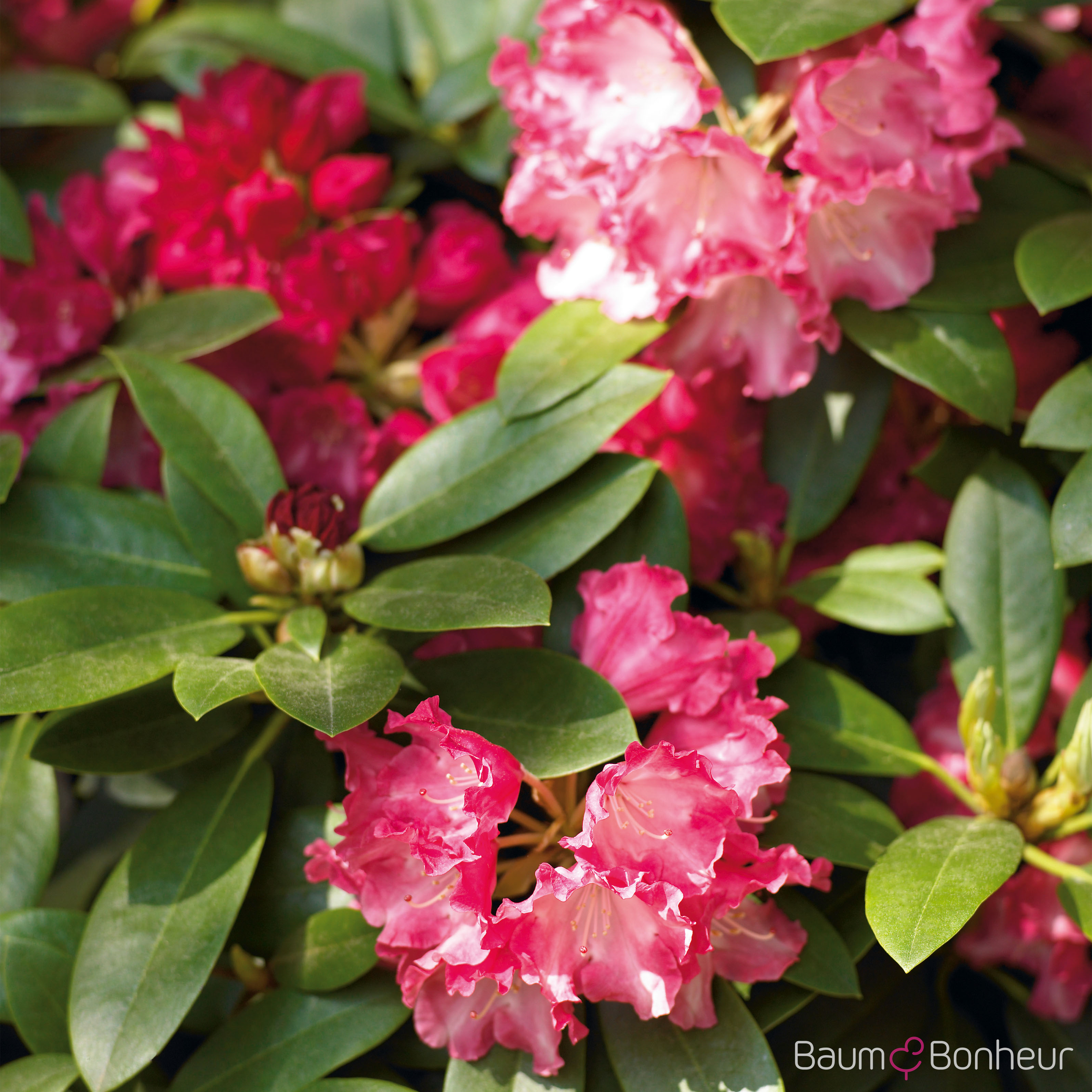 Rhododendron yakushimanum 'Morgenrot'