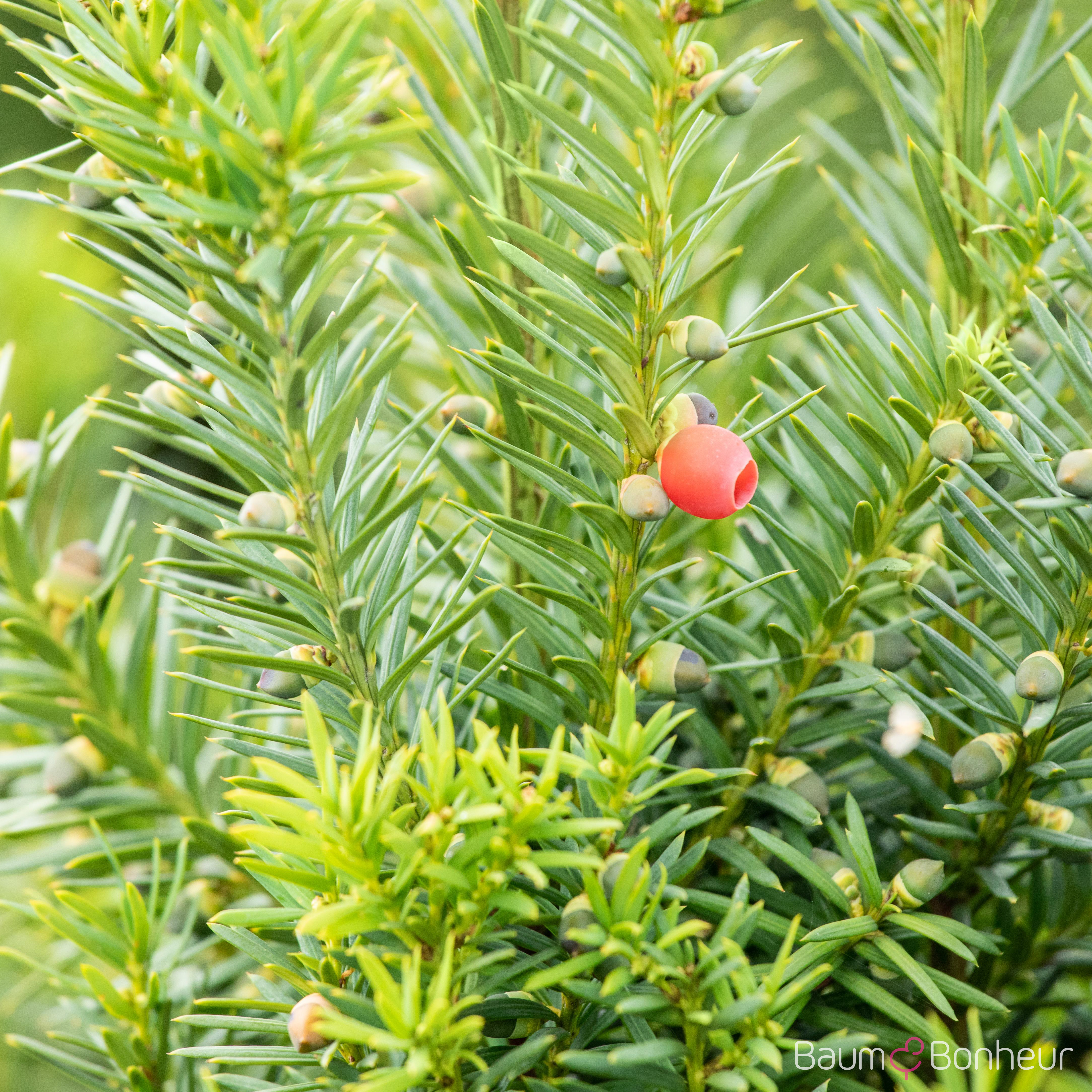 Taxus media 'Hicksii'
