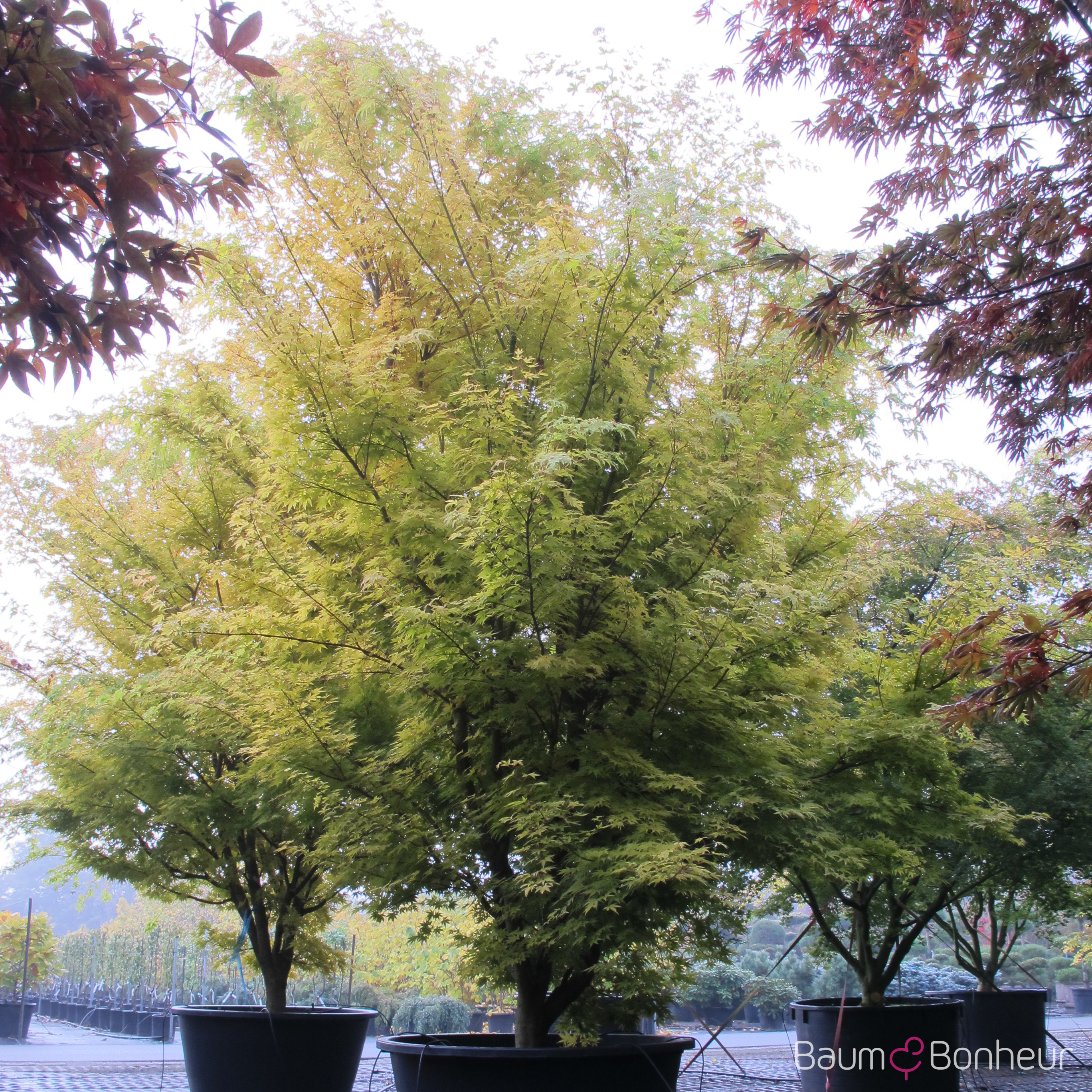 Acer palmatum 'Sangokaku'