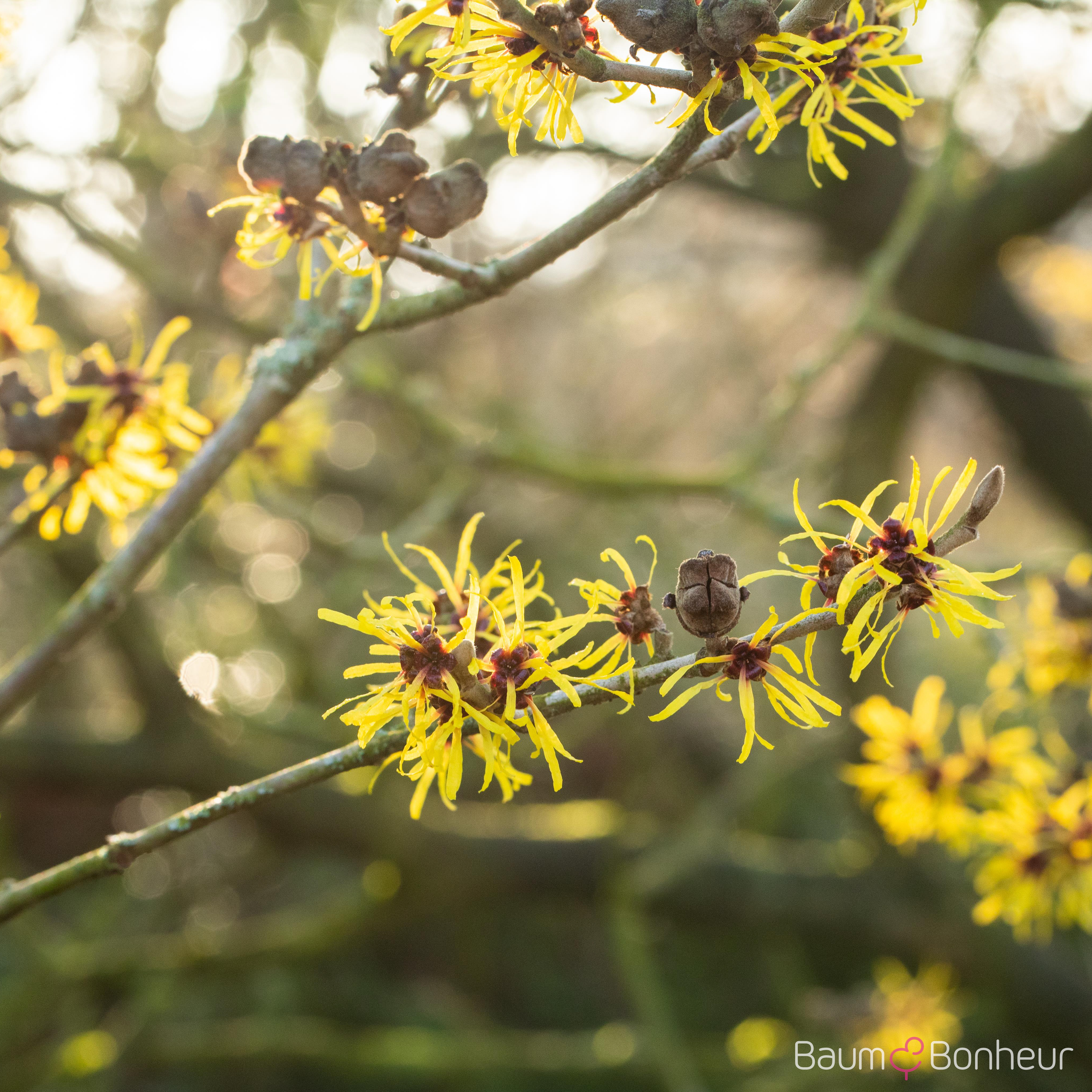 Hamamelis intermedia 'Westerstede'