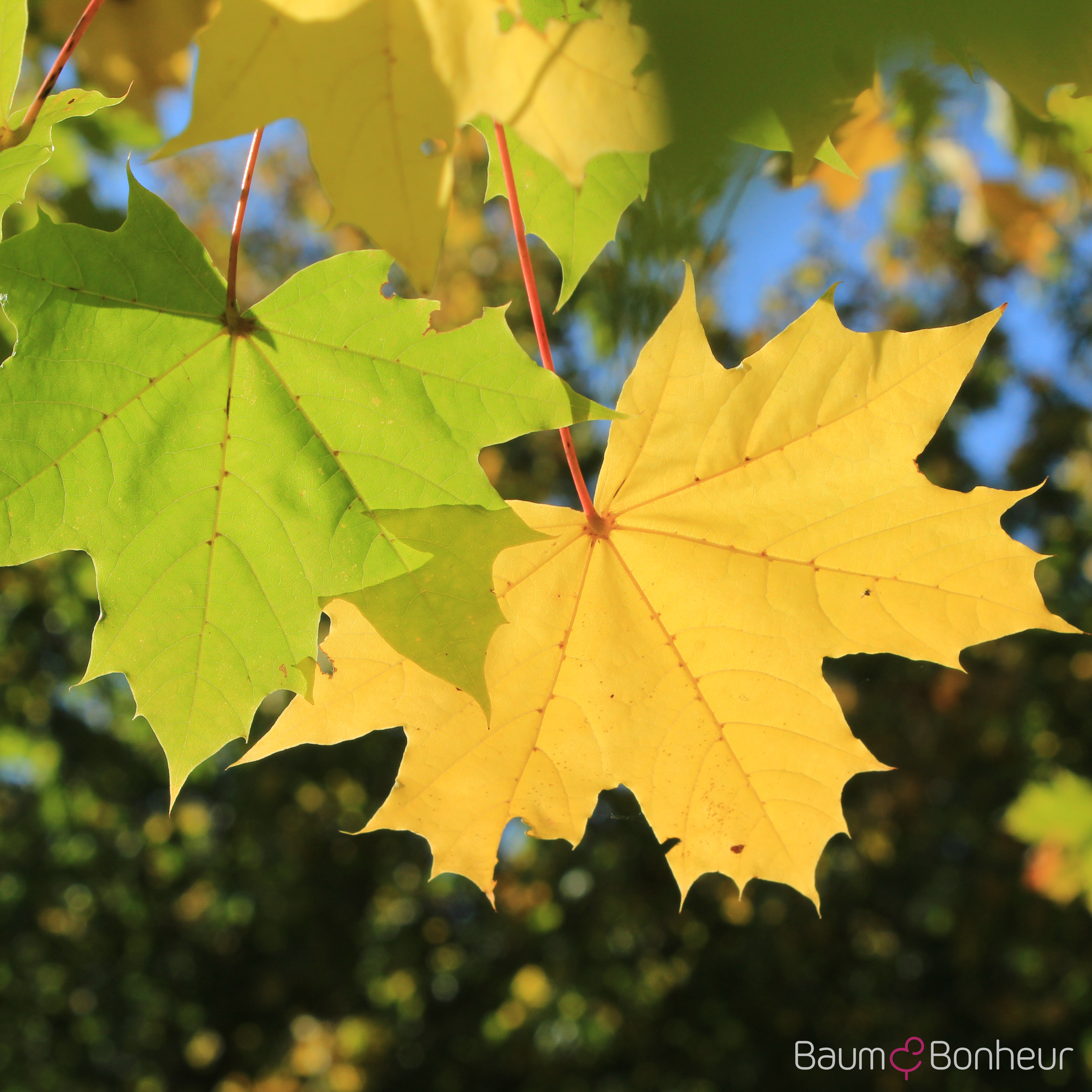 Acer platanoides
