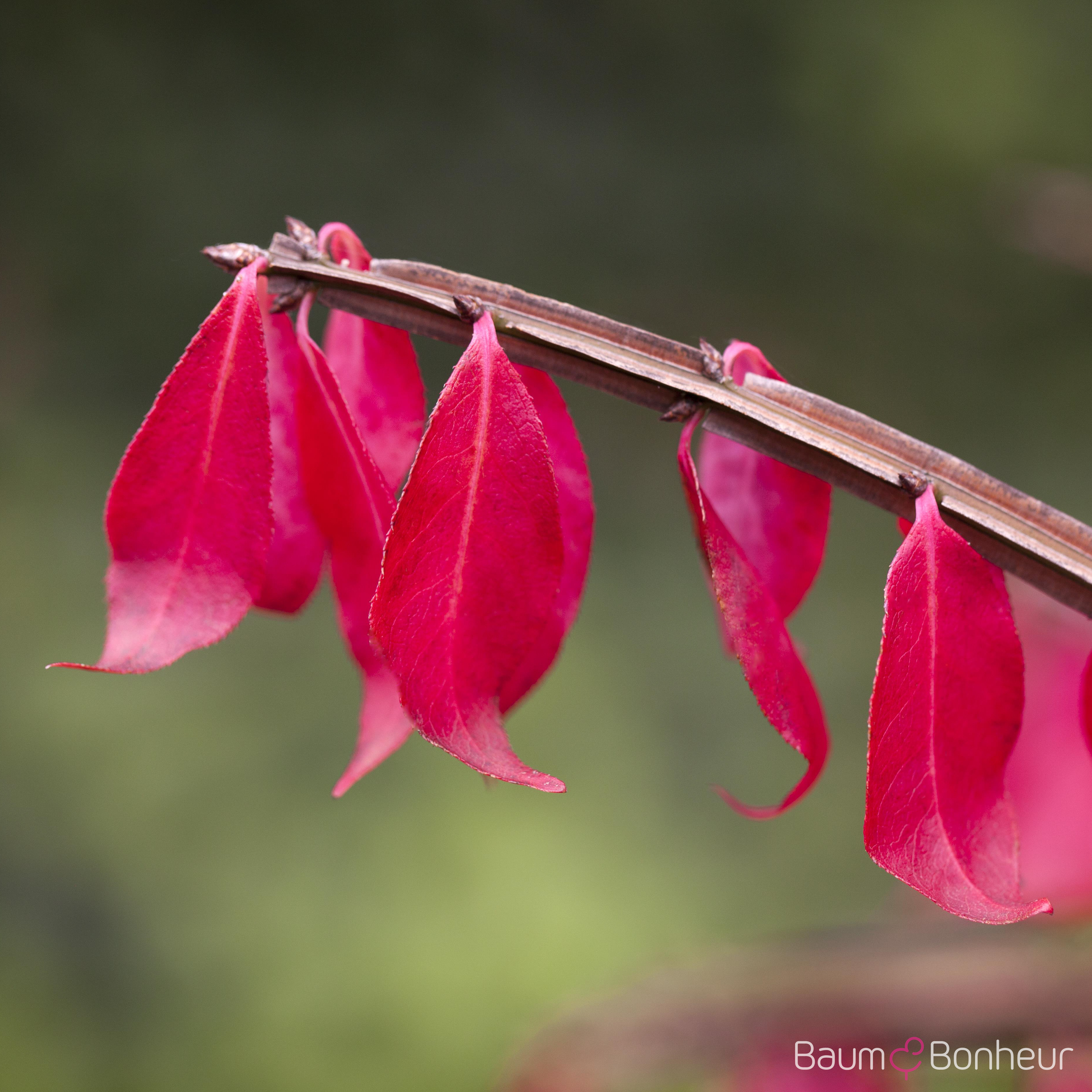 Euonymus alatus