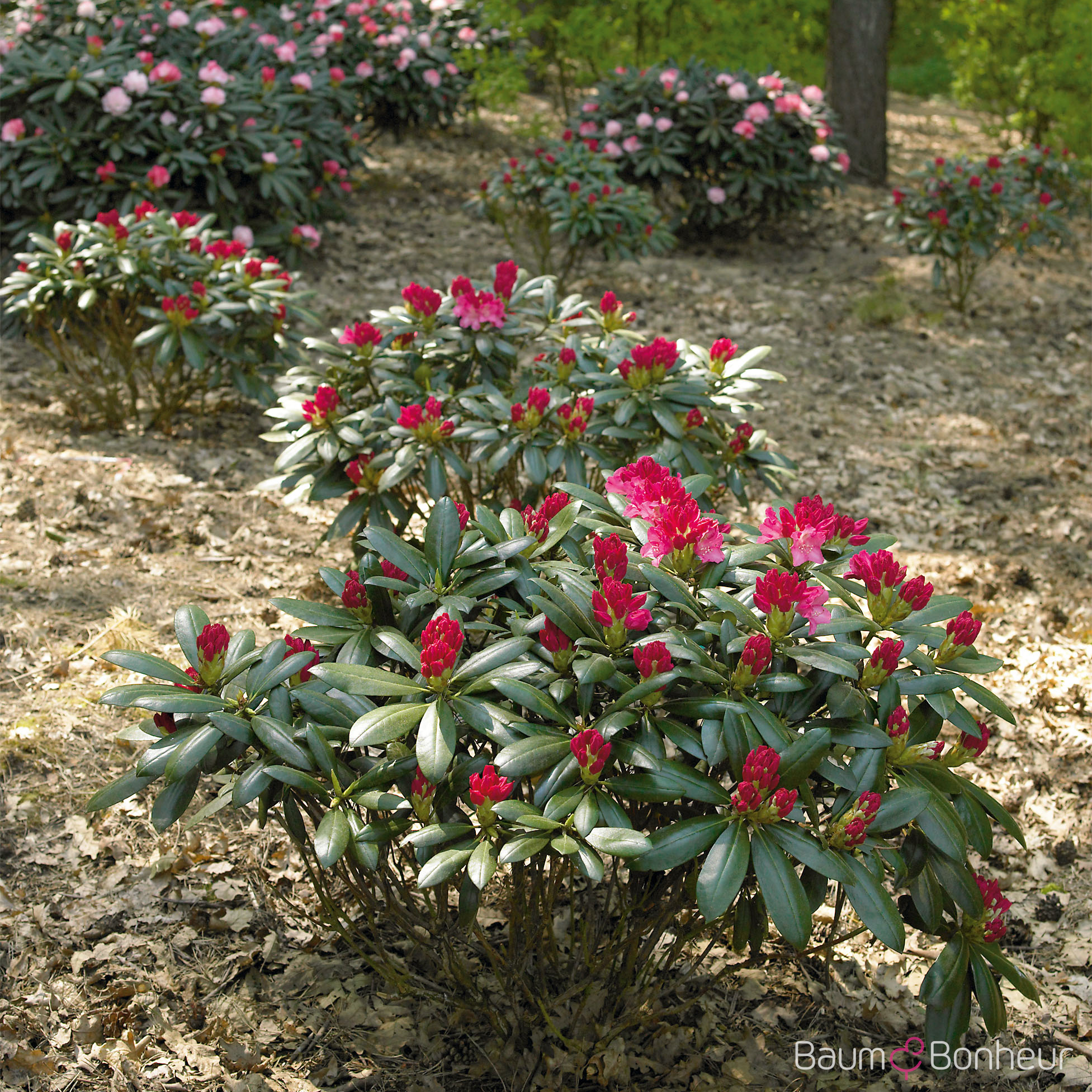 Rhododendron yakushimanum 'Kalinka'