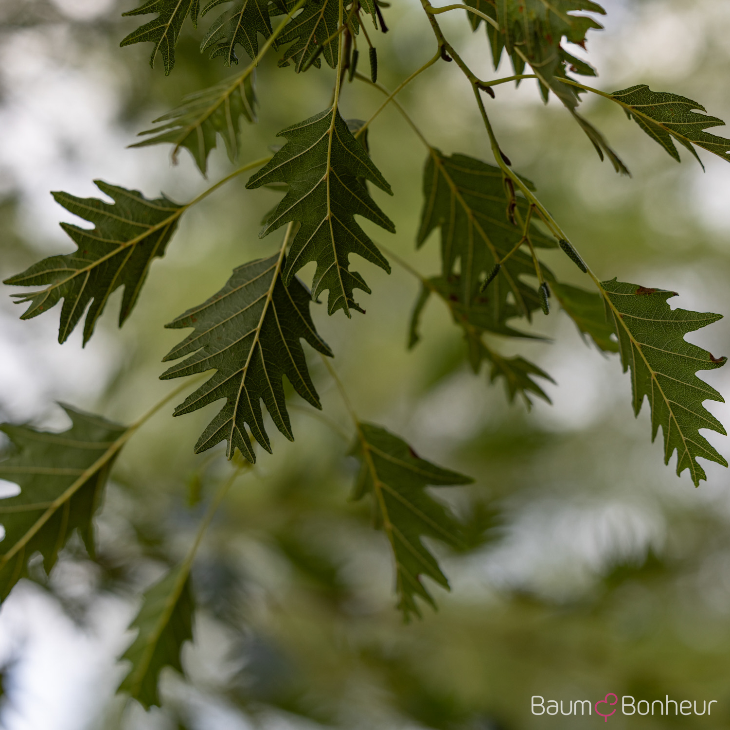 Alnus glutinosa 'Laciniata'