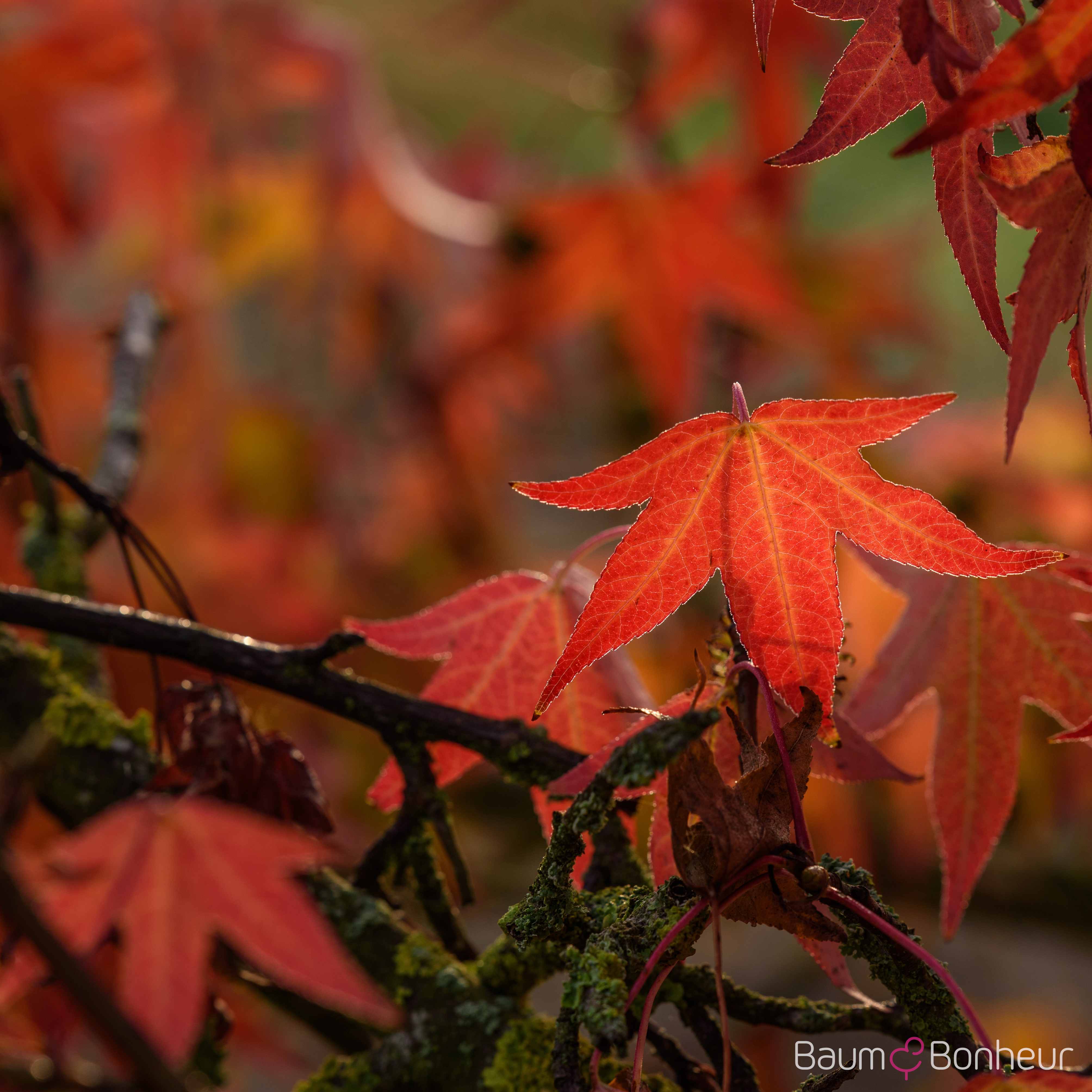 Liquidambar styraciflua