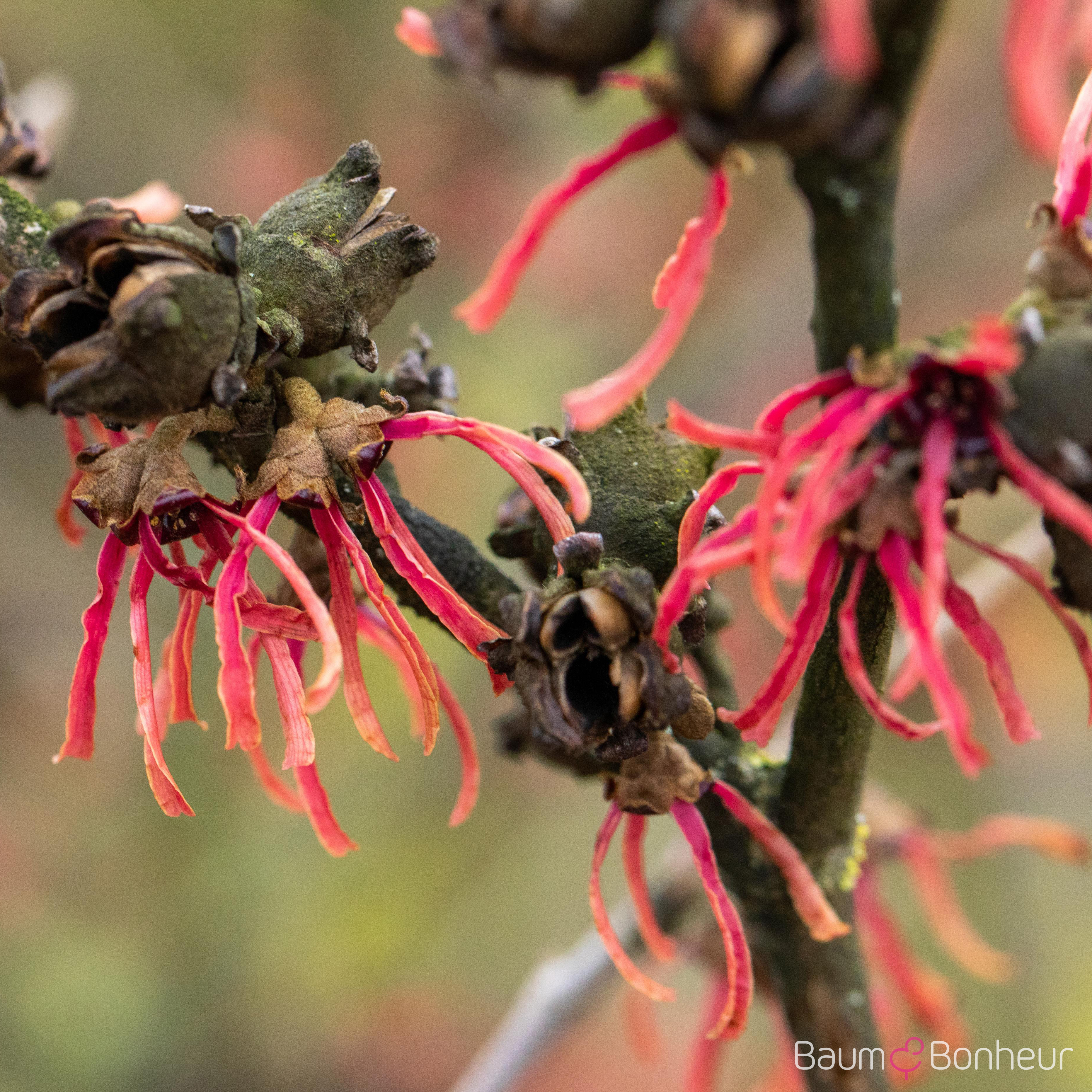 Hamamelis intermedia 'Ruby Glow'