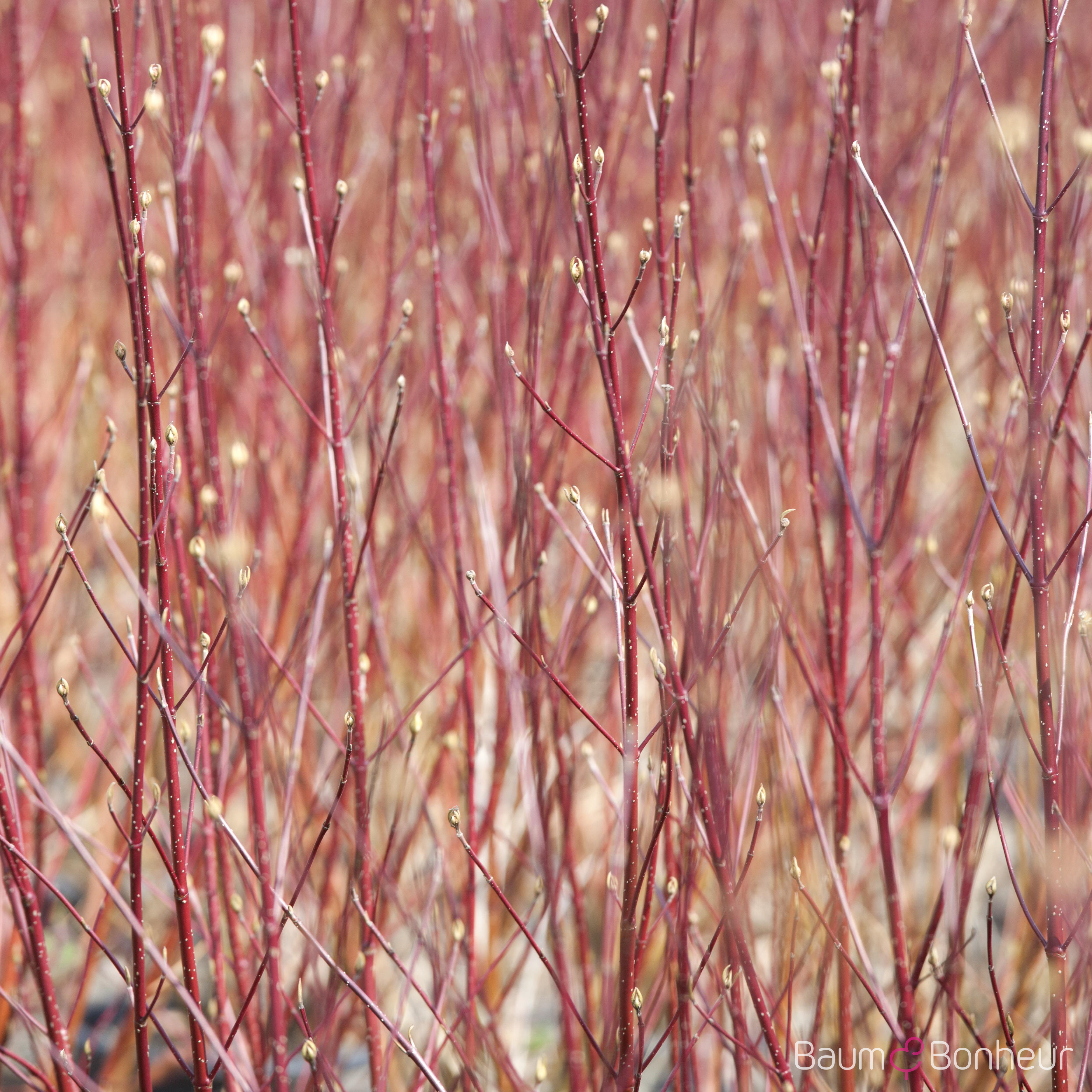 Cornus alba 'Sibirica'