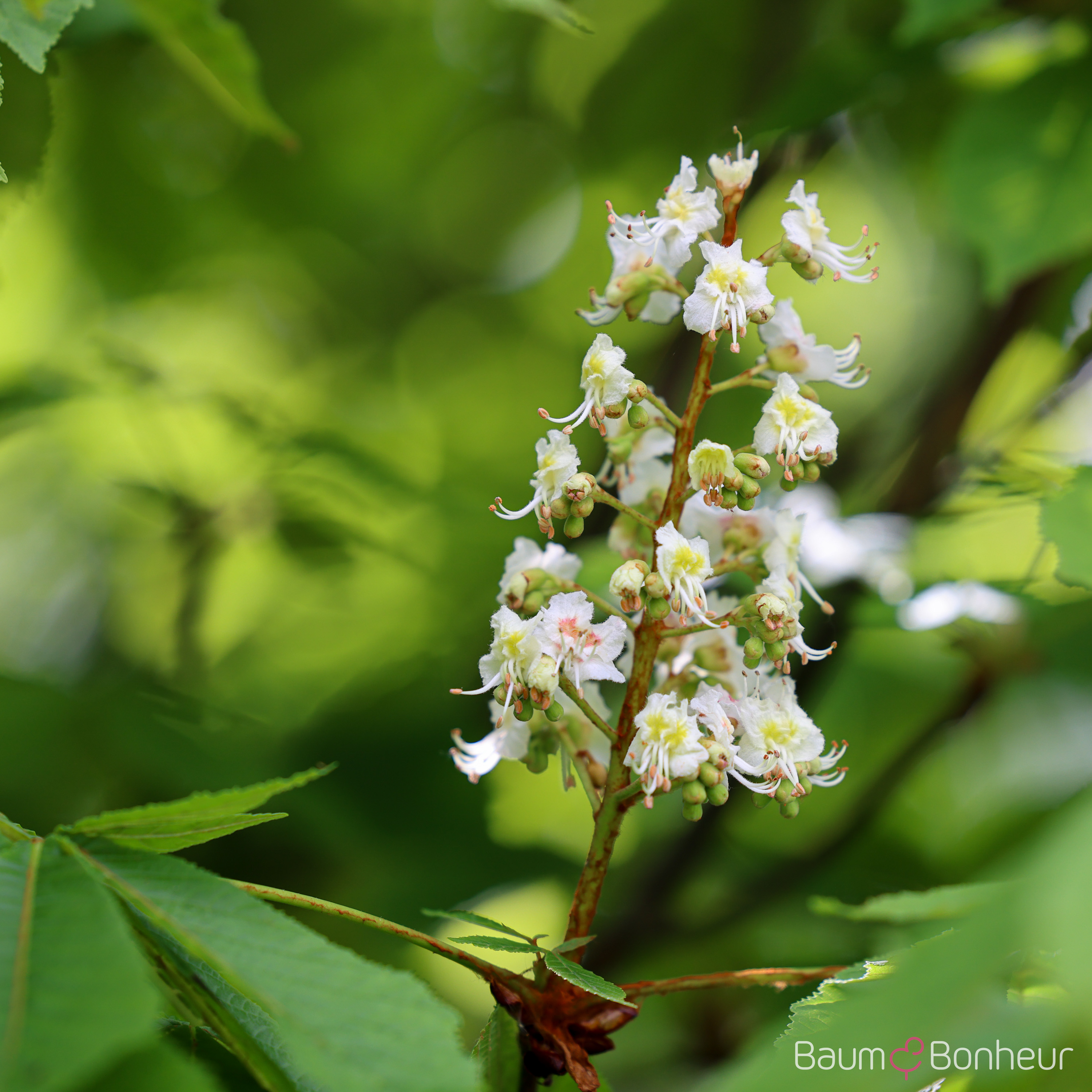 Aesculus hippocastanum 'Pyramidalis'