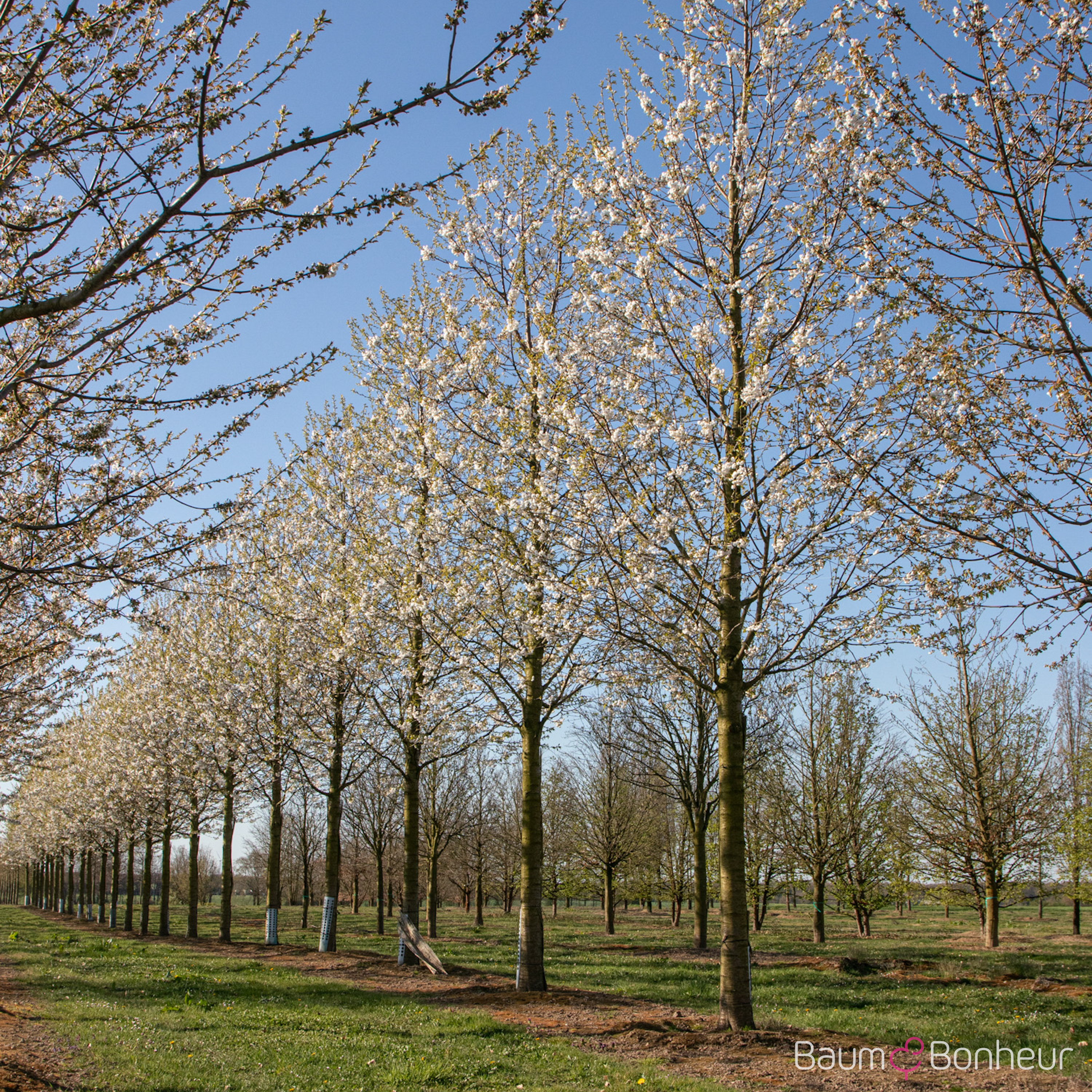 Prunus avium