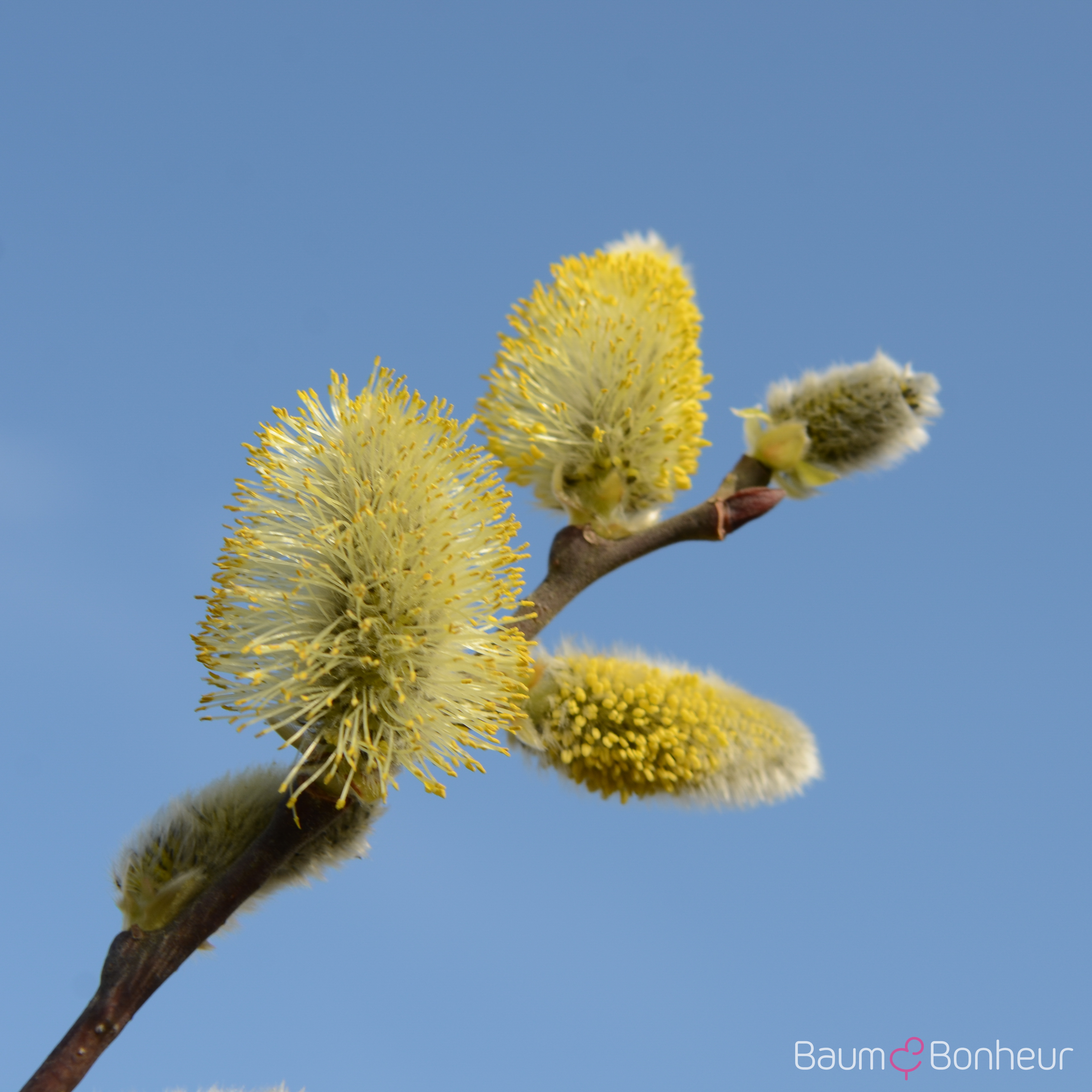 Salix caprea 'Mas'