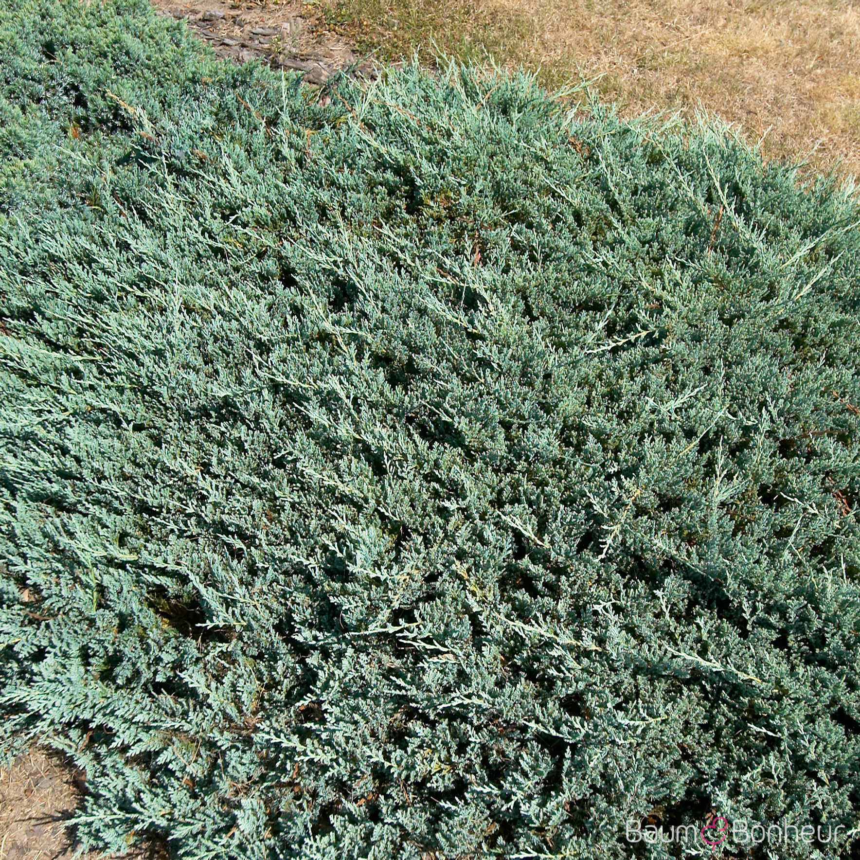 Juniperus horizontalis 'Blue Chip' -R-