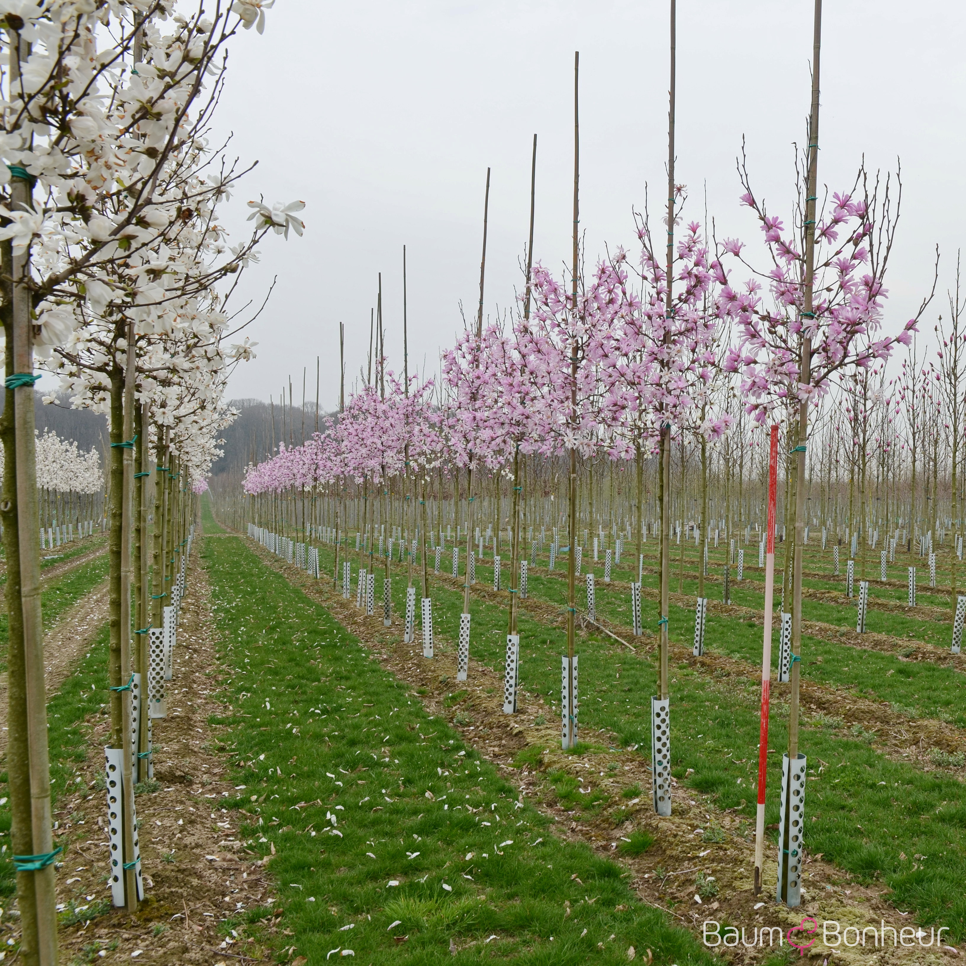 Magnolia loebneri 'Leonard Messel'